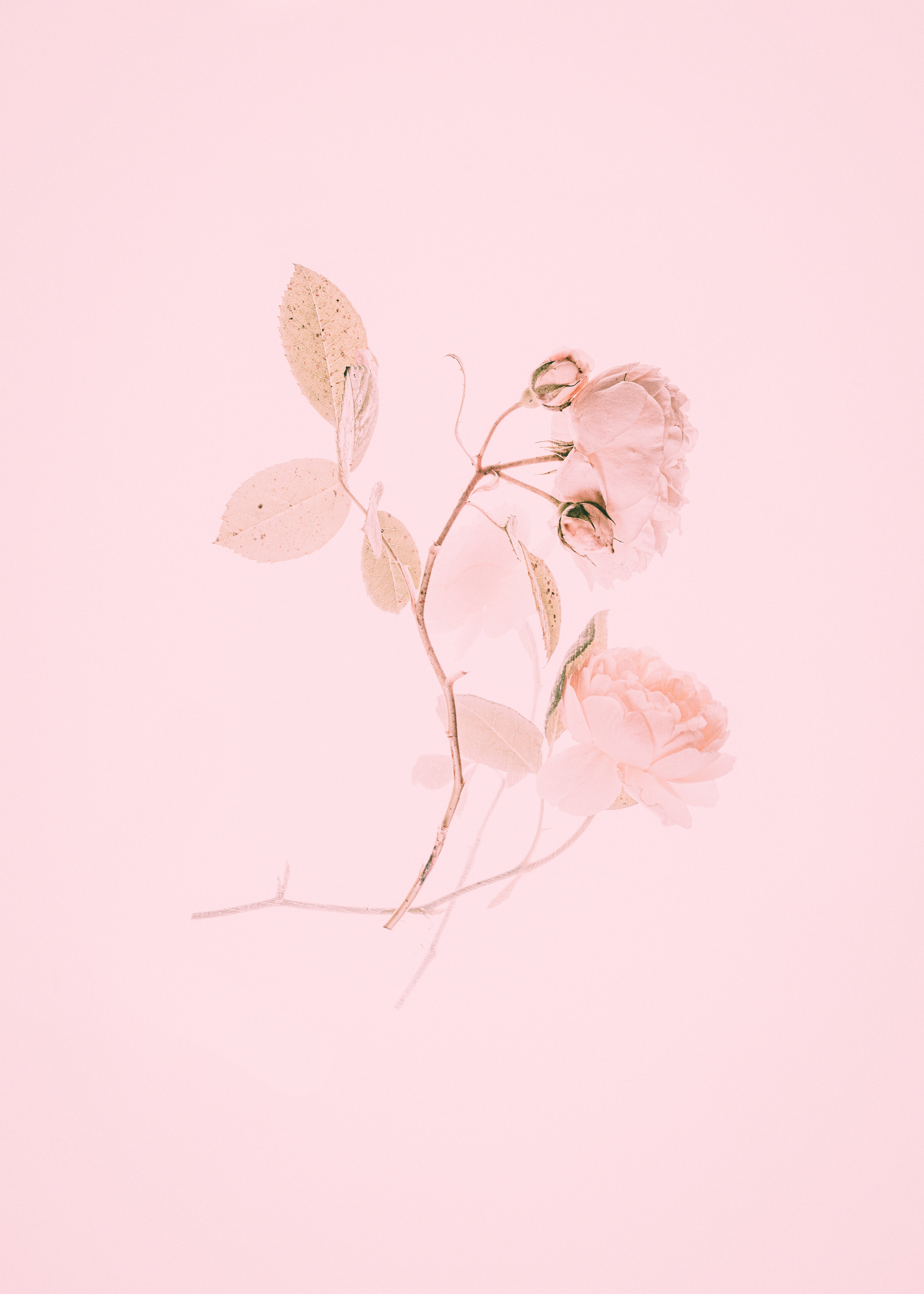 Fengslende rosa tulipaner i blomst Bakgrunner