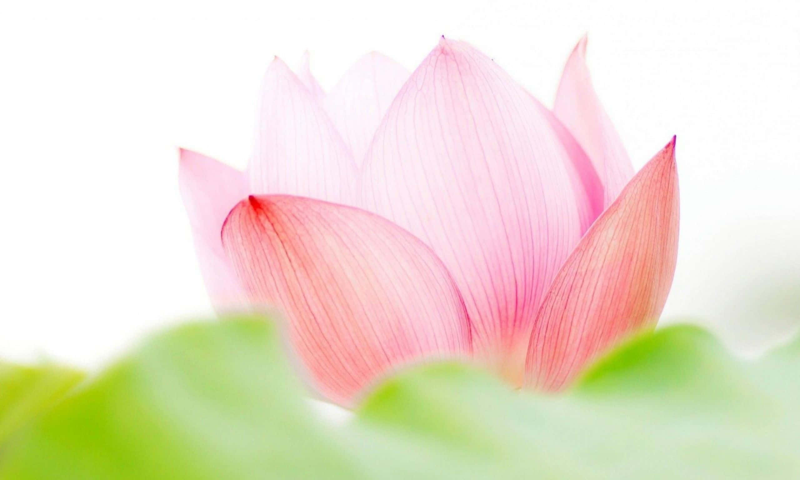 Fengslende rosa lotusblomst Bakgrunner
