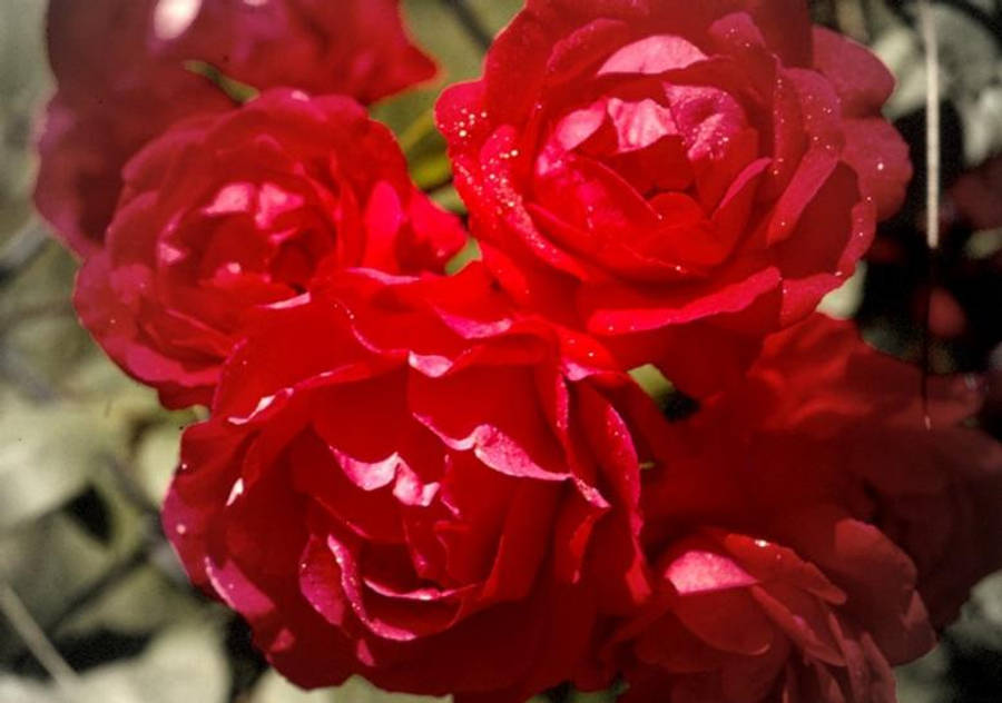 Fengslende skjønnhet av en blomstrende rose Bakgrunner