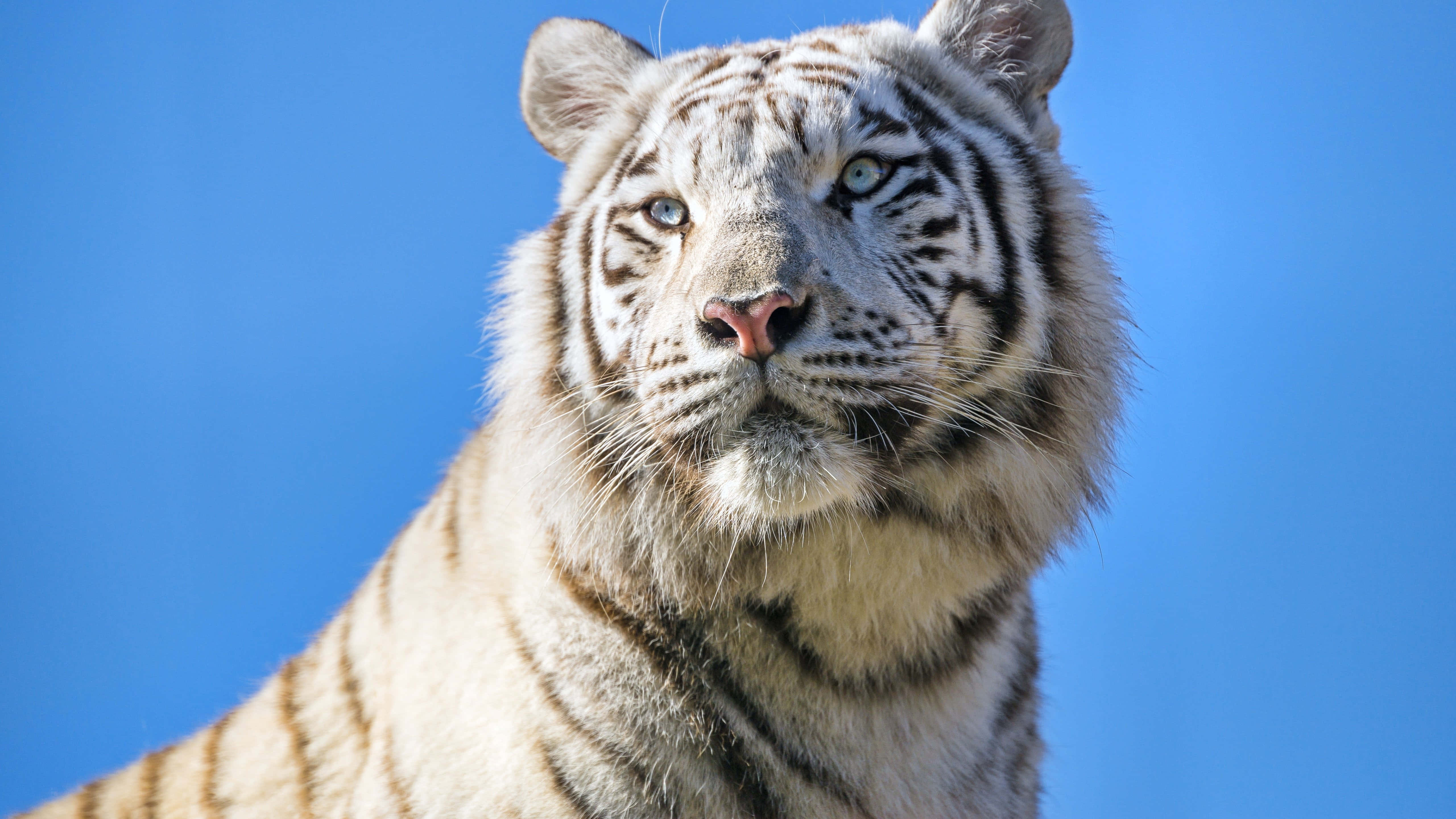 Fengslende stirring fra en majestetisk tiger Bakgrunner