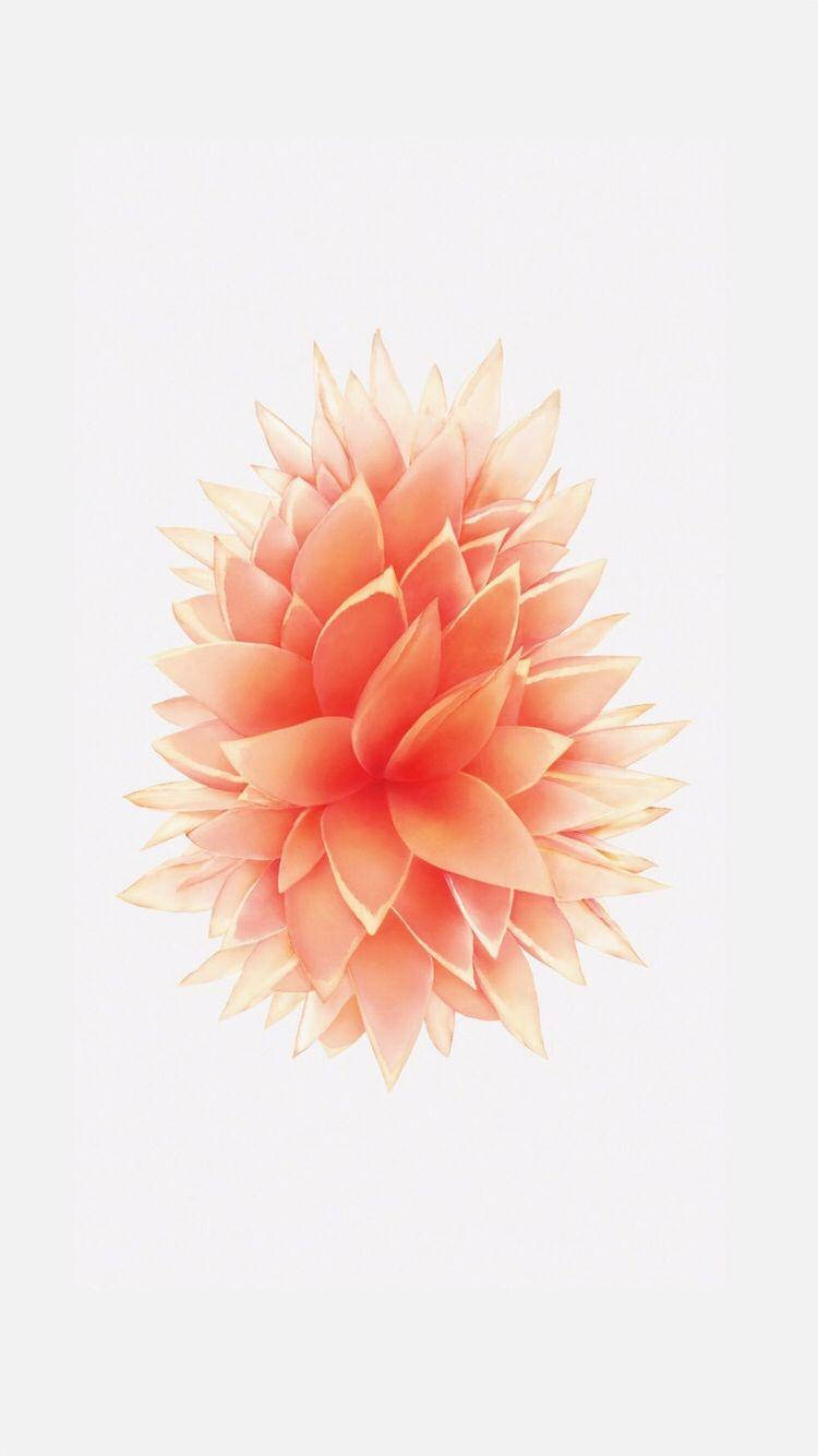 Ferskenfarget blomst iPhone SE Bakgrunner