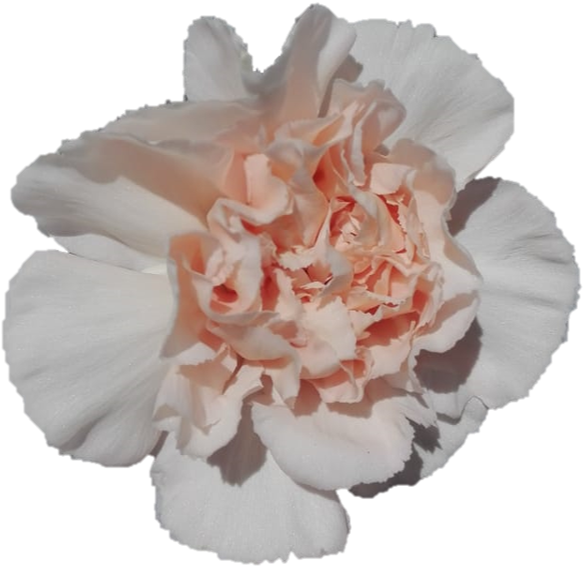 Ferskenfarget nellikblomst Bakgrunner