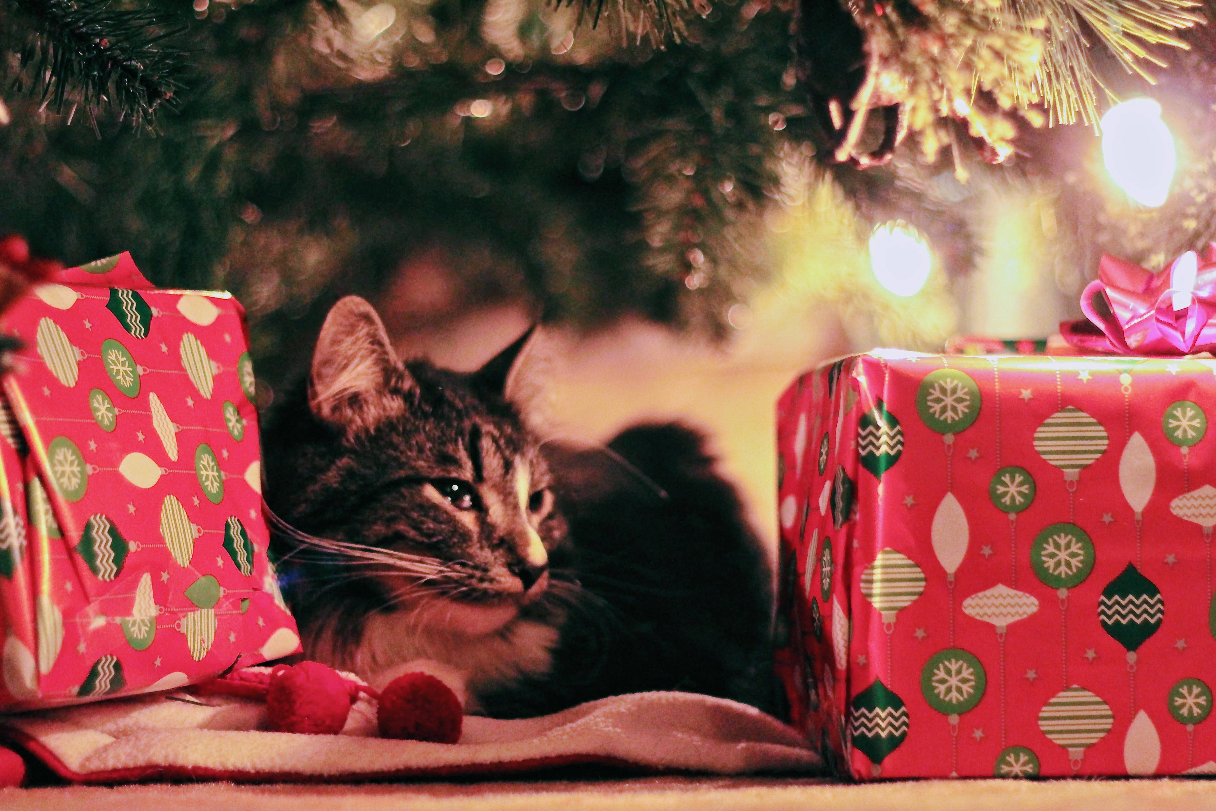 Festkatt i høyoppløselig julebakgrunn Bakgrunner