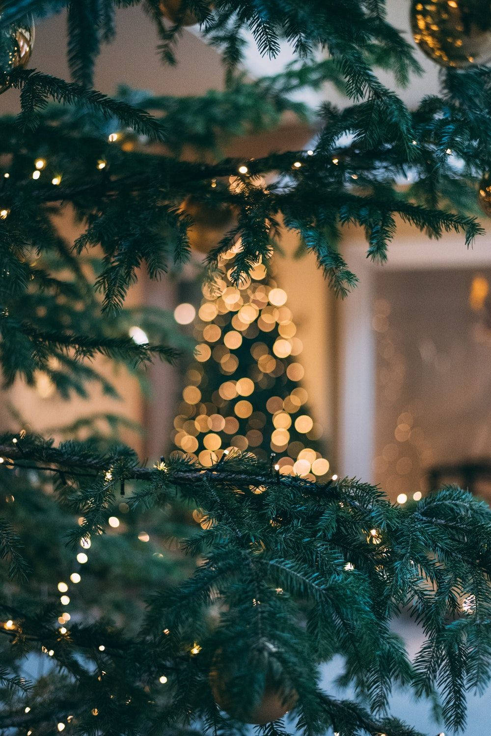 Festlig julestamme nærbilde Bakgrunner