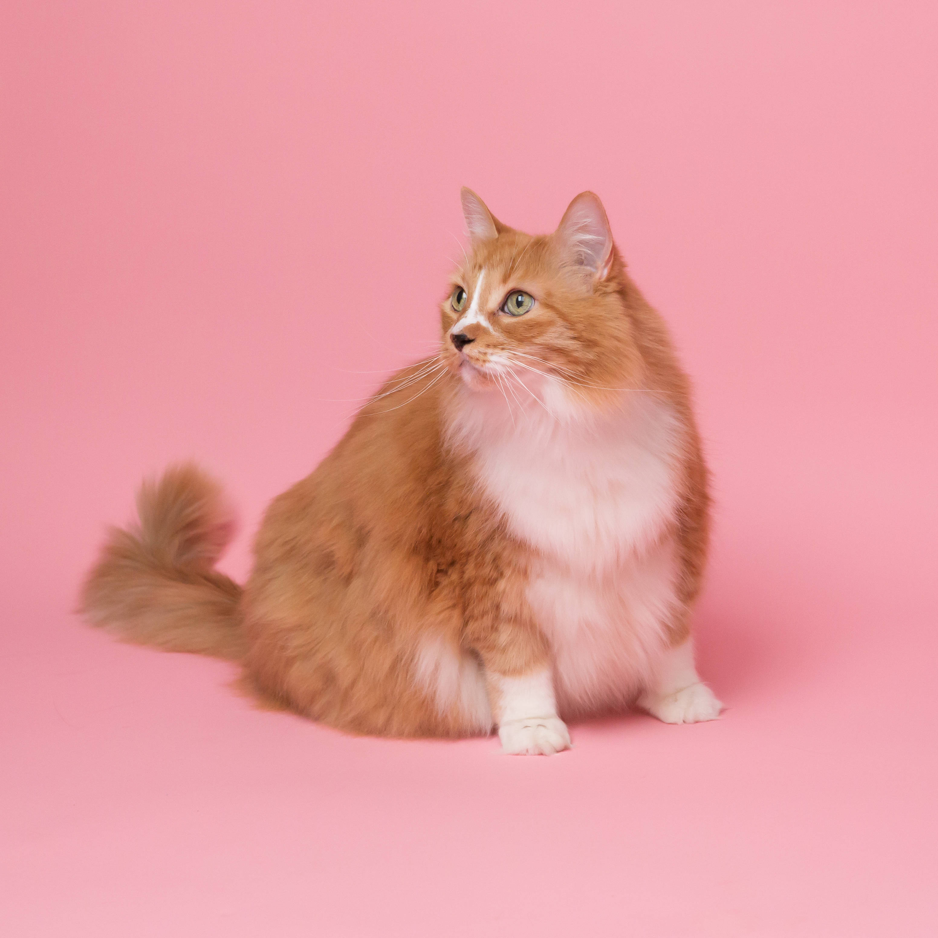 Fet estetisk katt i rosa Bakgrunner