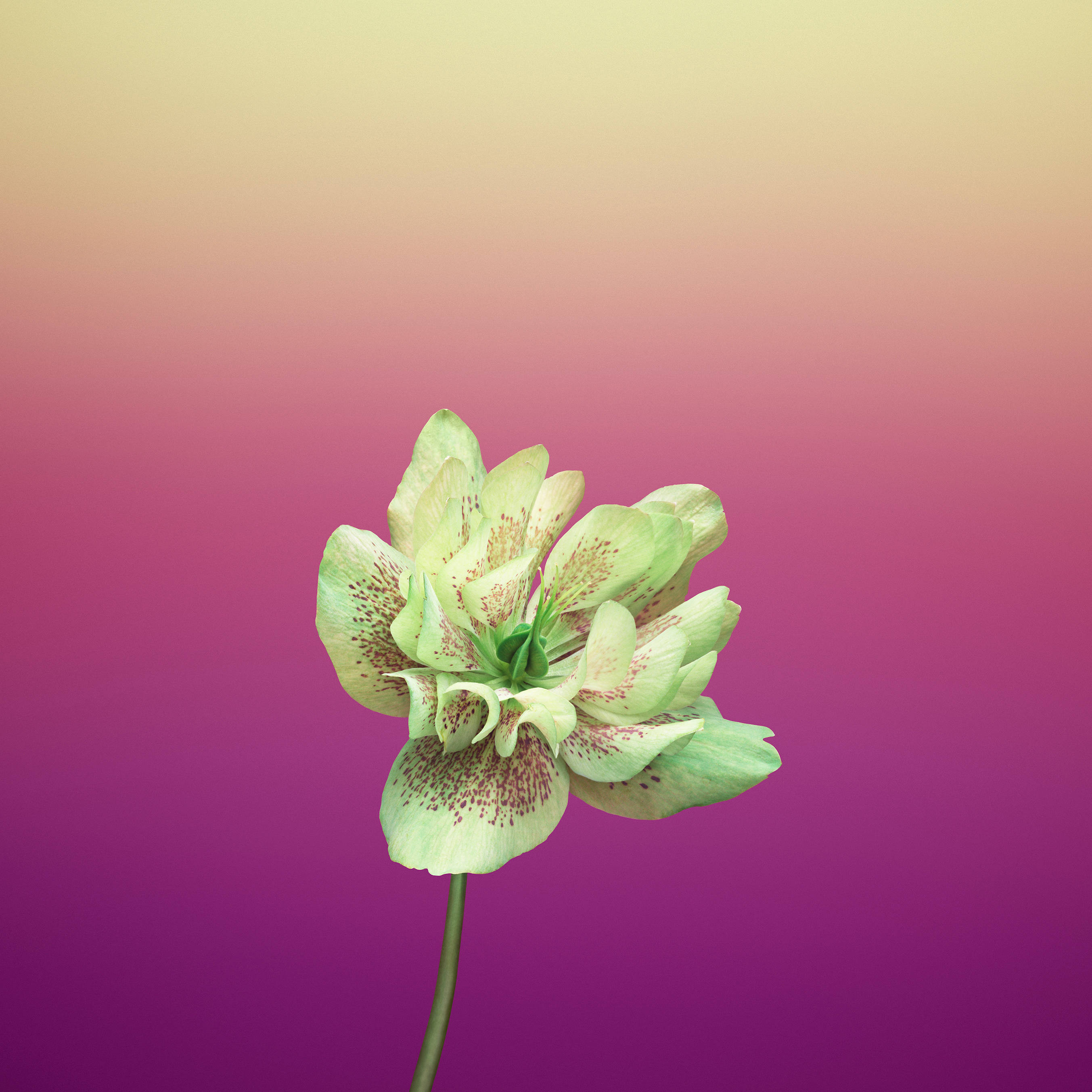 Fiolett Helleborus Orientalis epleblomst Bakgrunner