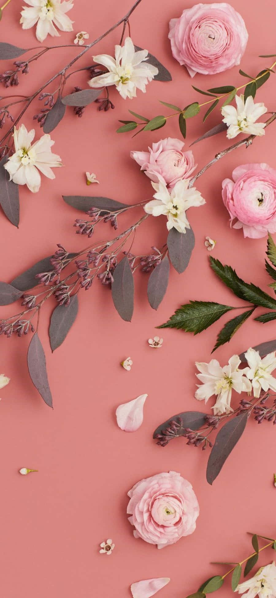 Føl deg rolig i et rosa og hvitt paradis Bakgrunner
