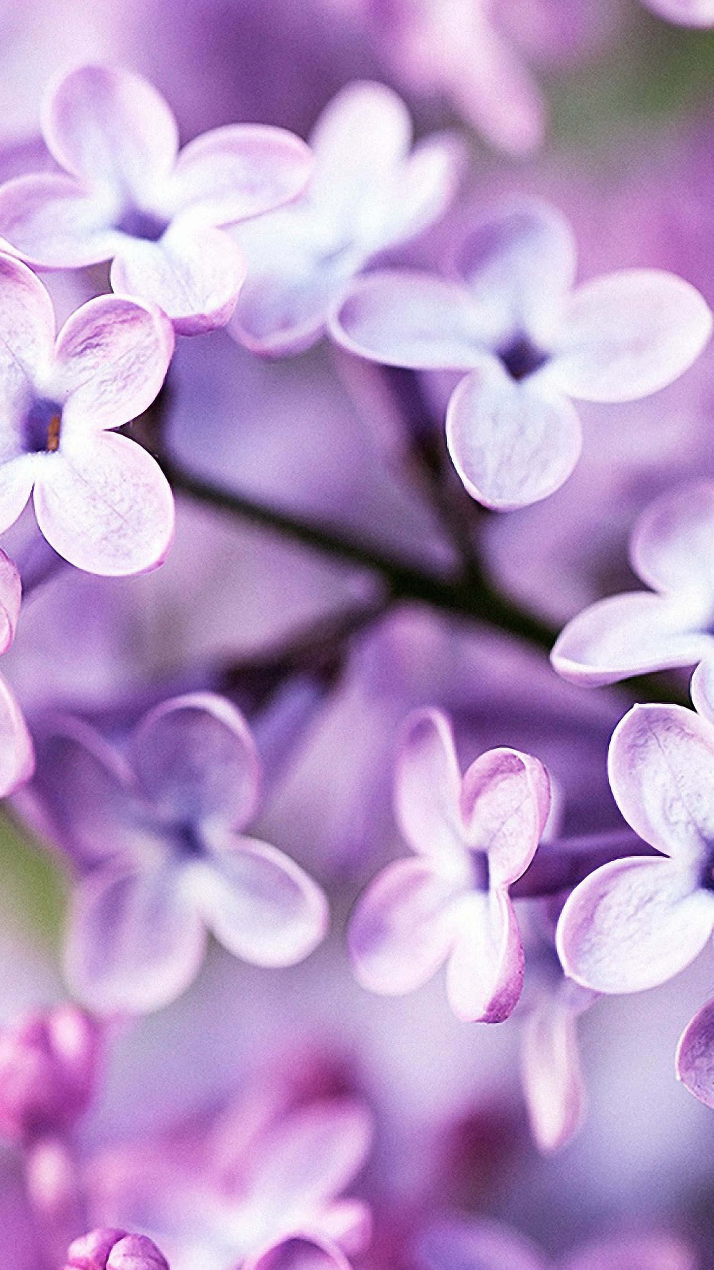 Føl naturens skjønnhet med Flower iPhone Bakgrunner