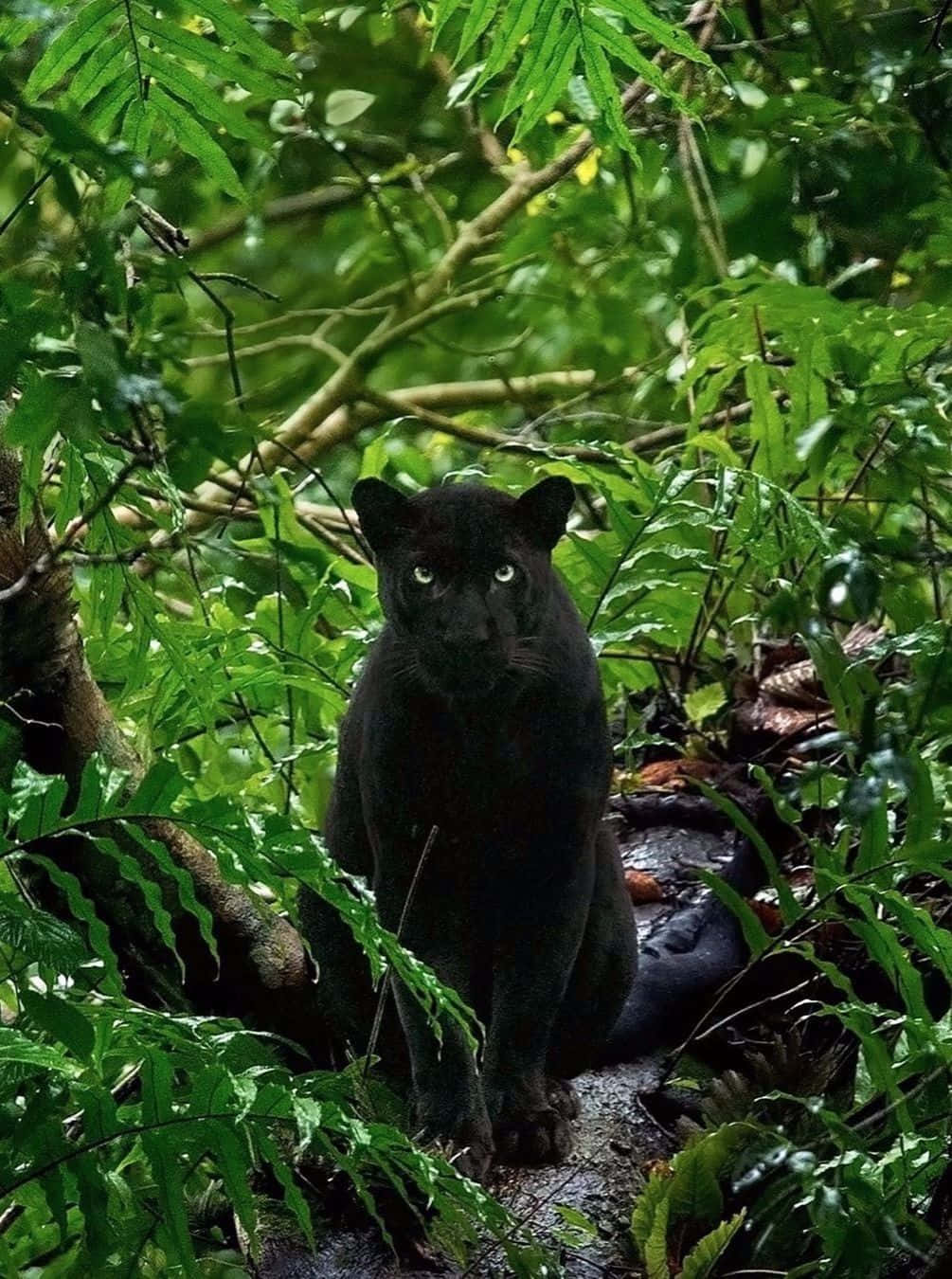 Føl skjønnheten i naturen i denne rolige skogen. Bakgrunner