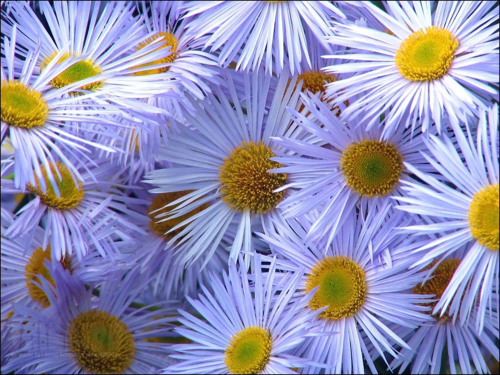 Fleabane tusenfryd-blomster PC Bakgrunner