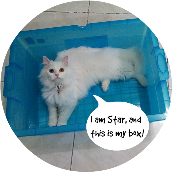 Fluffy hvit katt i blå boks meme Bakgrunner