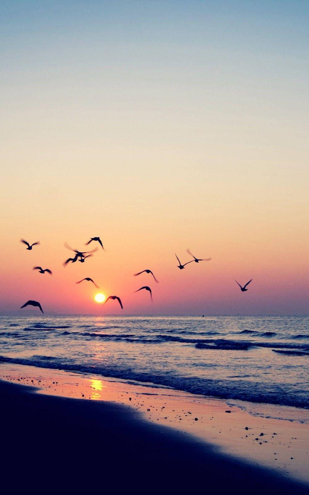 Flygende fugler på stranden under solnedgang Bakgrunner