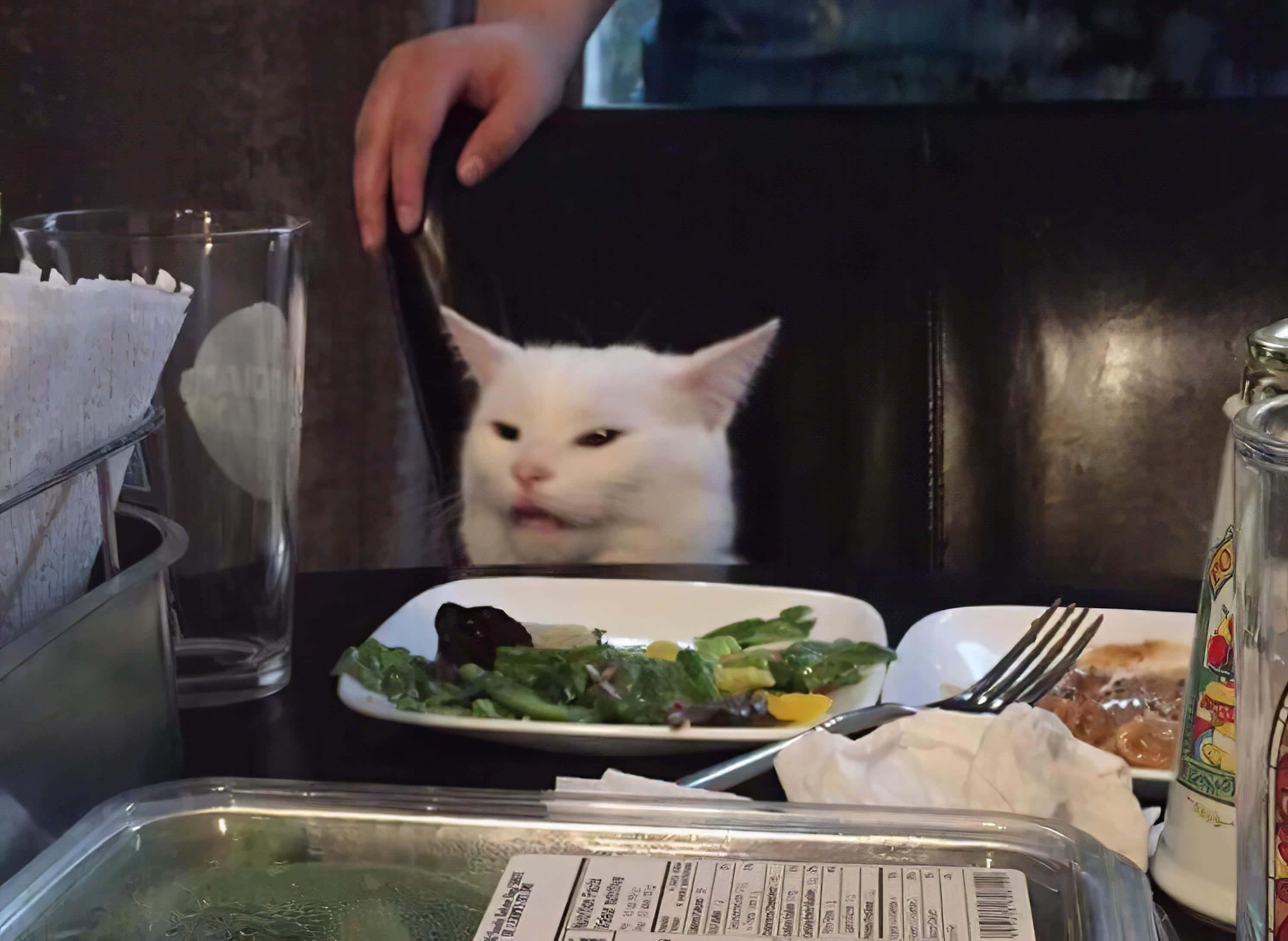 Forbannet kattbilde Bordkatt Bakgrunner