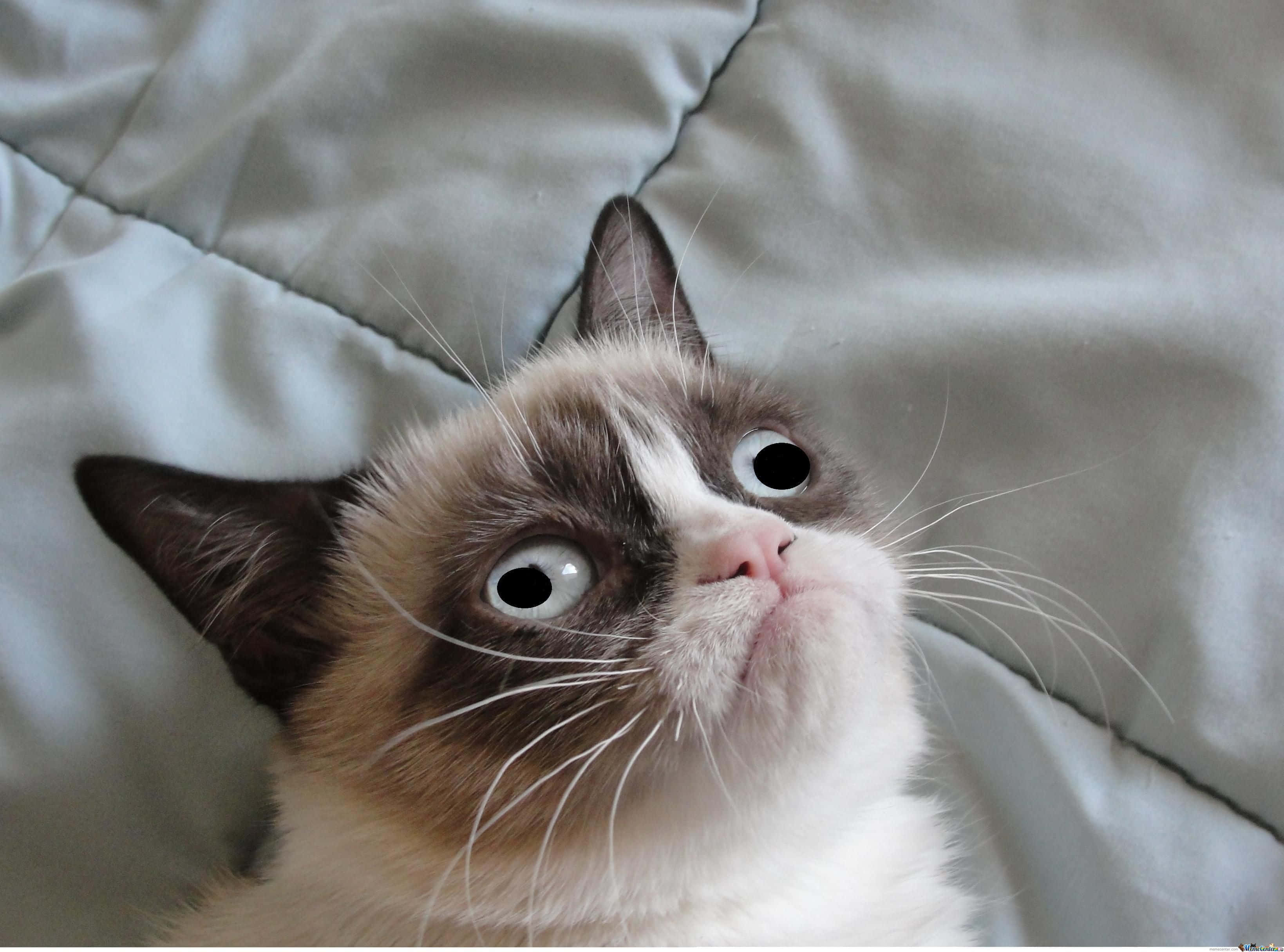 Forbannet kattebilde av Grumpy Cat Bakgrunner