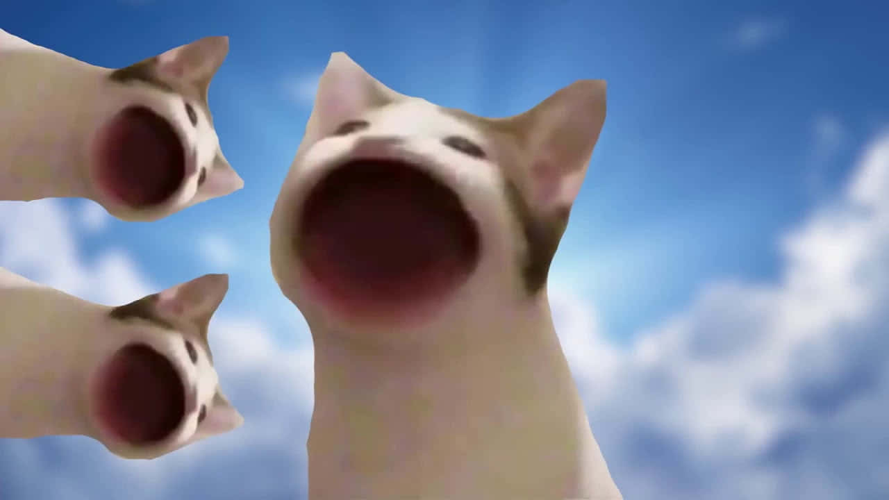 Forbannet Pop Cat Meme Bilde Bakgrunner