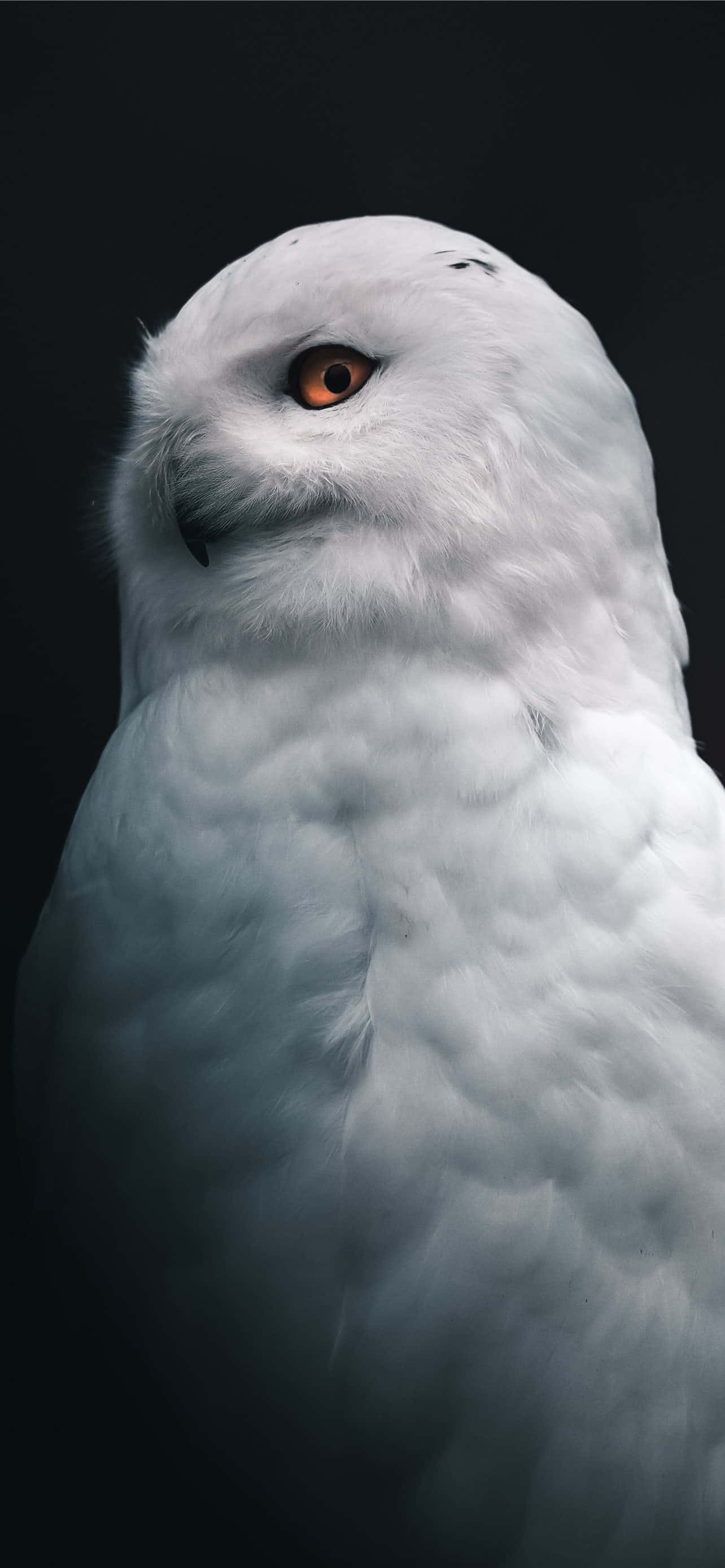 Fordyp deg i den minimalistiske skjønnheten til en Tumblr hvit bakgrunn. Bakgrunner
