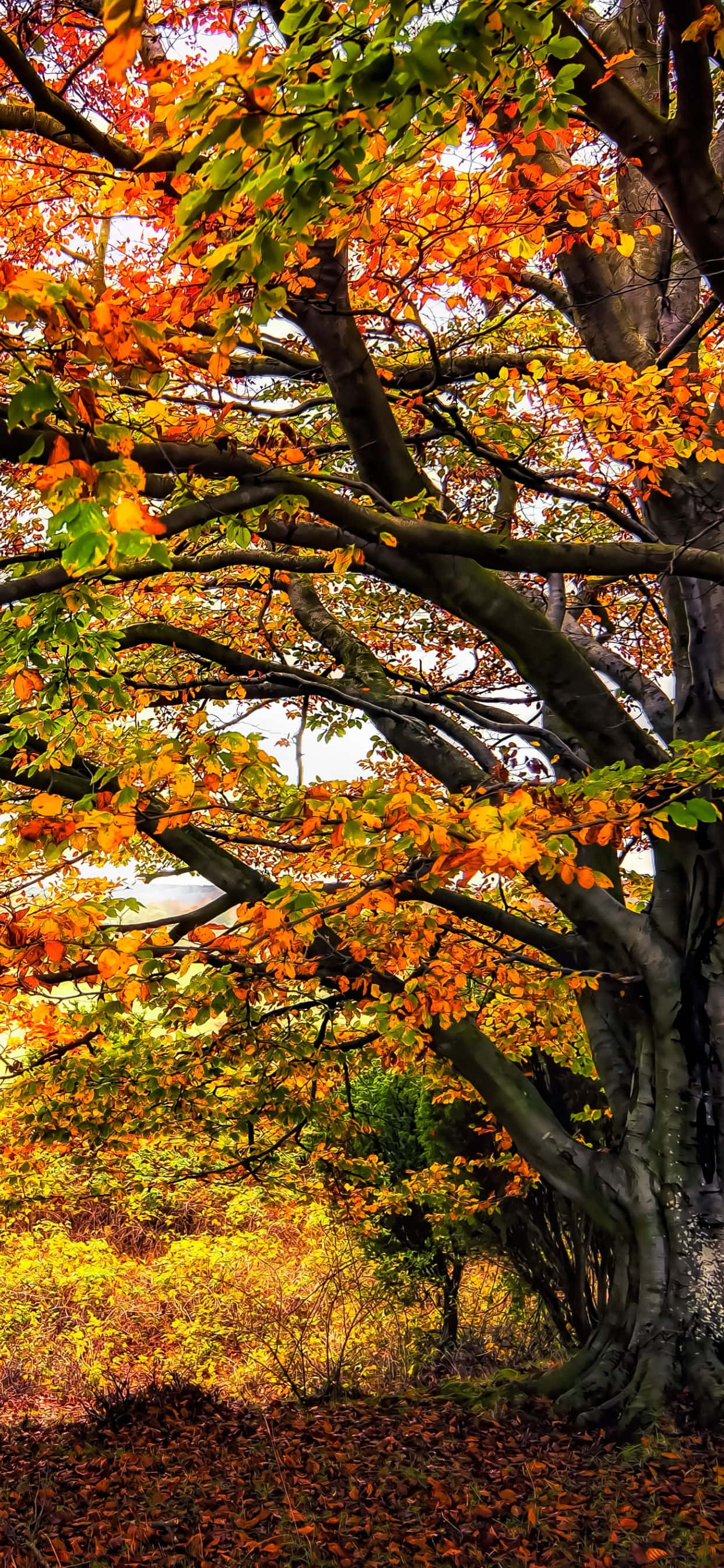 Forelsk deg i de fantastiske naturutsiktene med iPhone Xs Max Bakgrunner