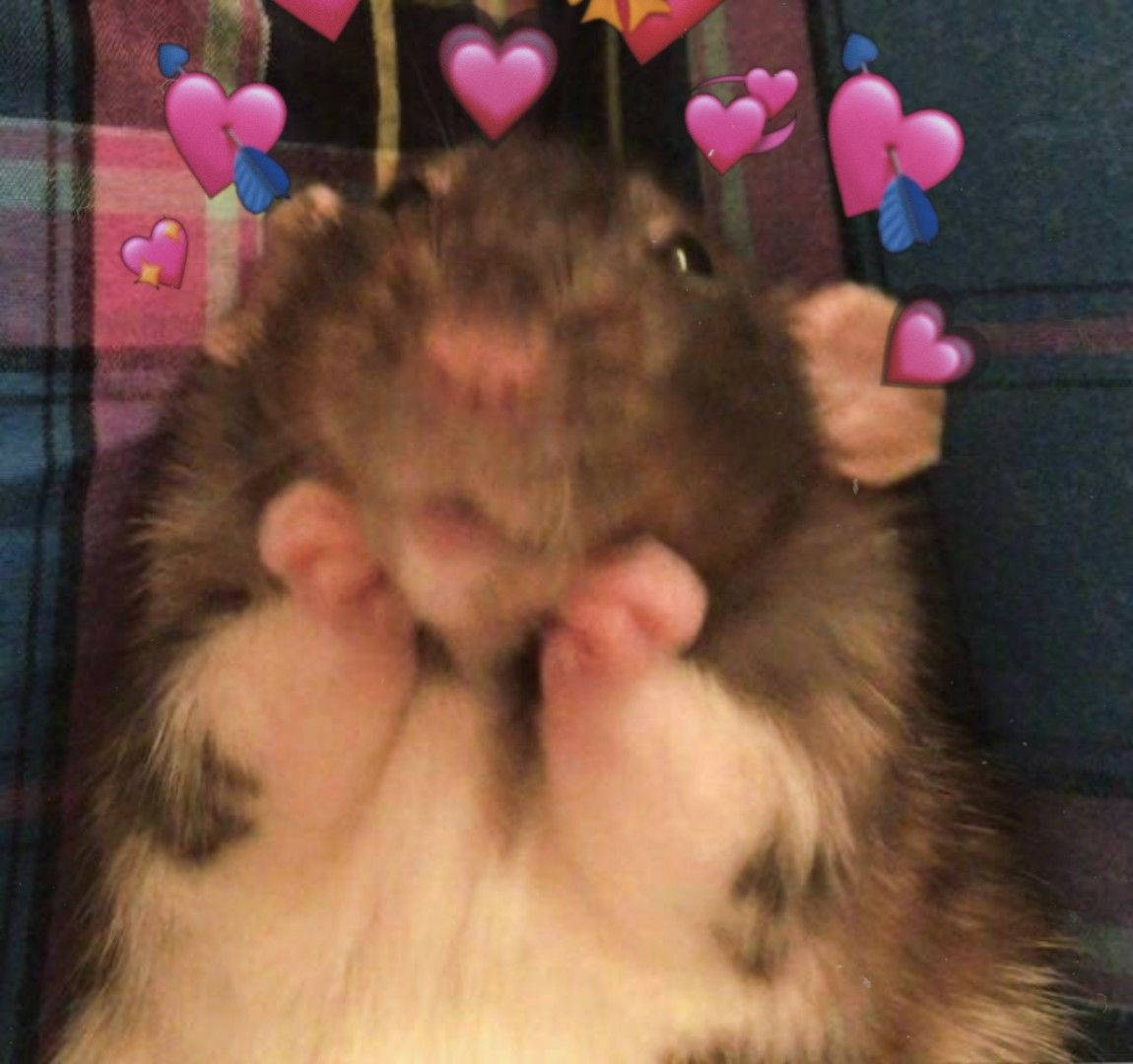 Forelsket Hamster Meme