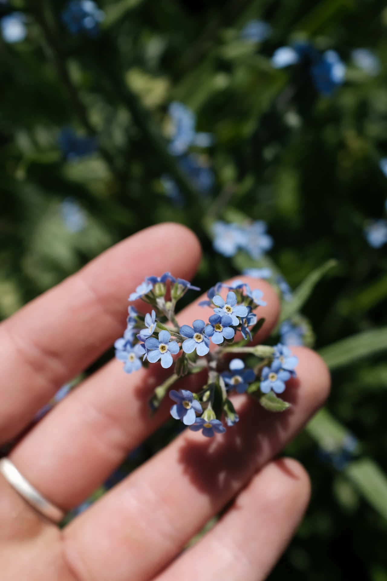 Forglemmegei blå blomster telefon Bakgrunner