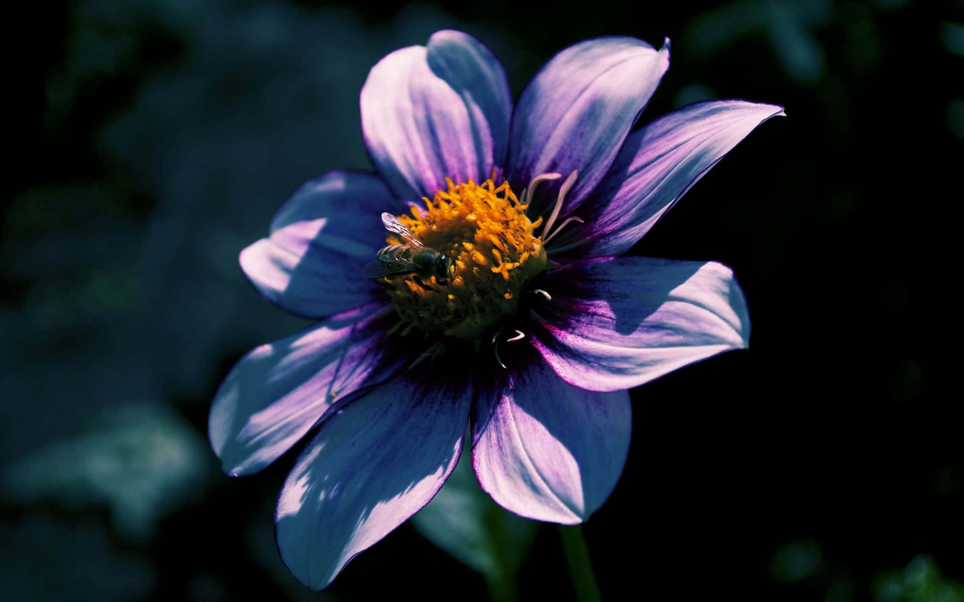 Forlokkende estetisk blomsterbakgrunn Bakgrunner