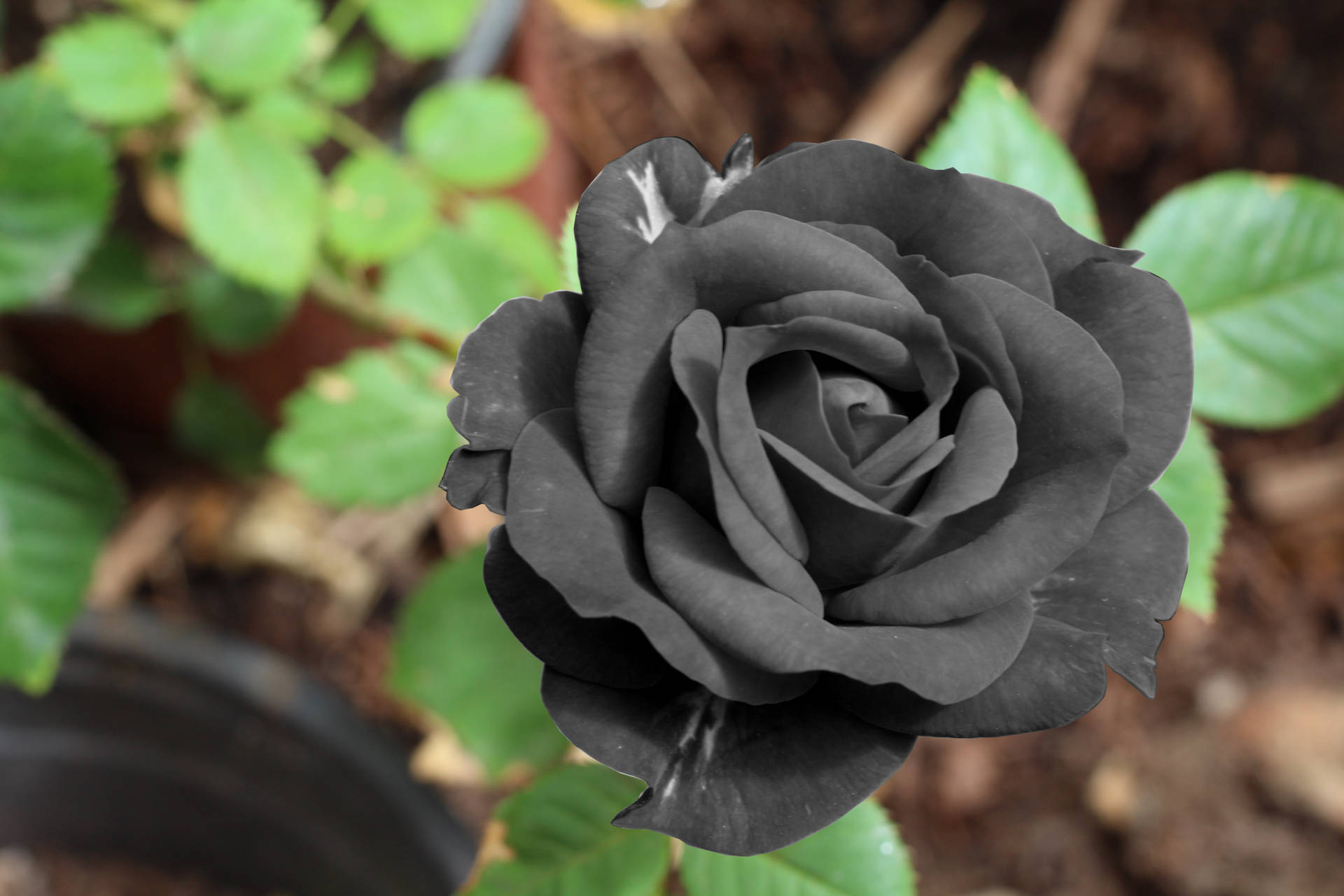 Ekte svart fersk roseblomst bakgrunnsbilde