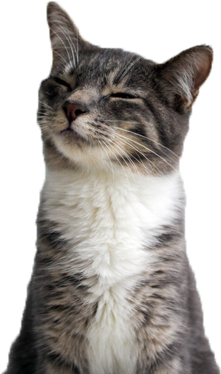 Fornøyd katt smiler i nærbilde.PNG Bakgrunner