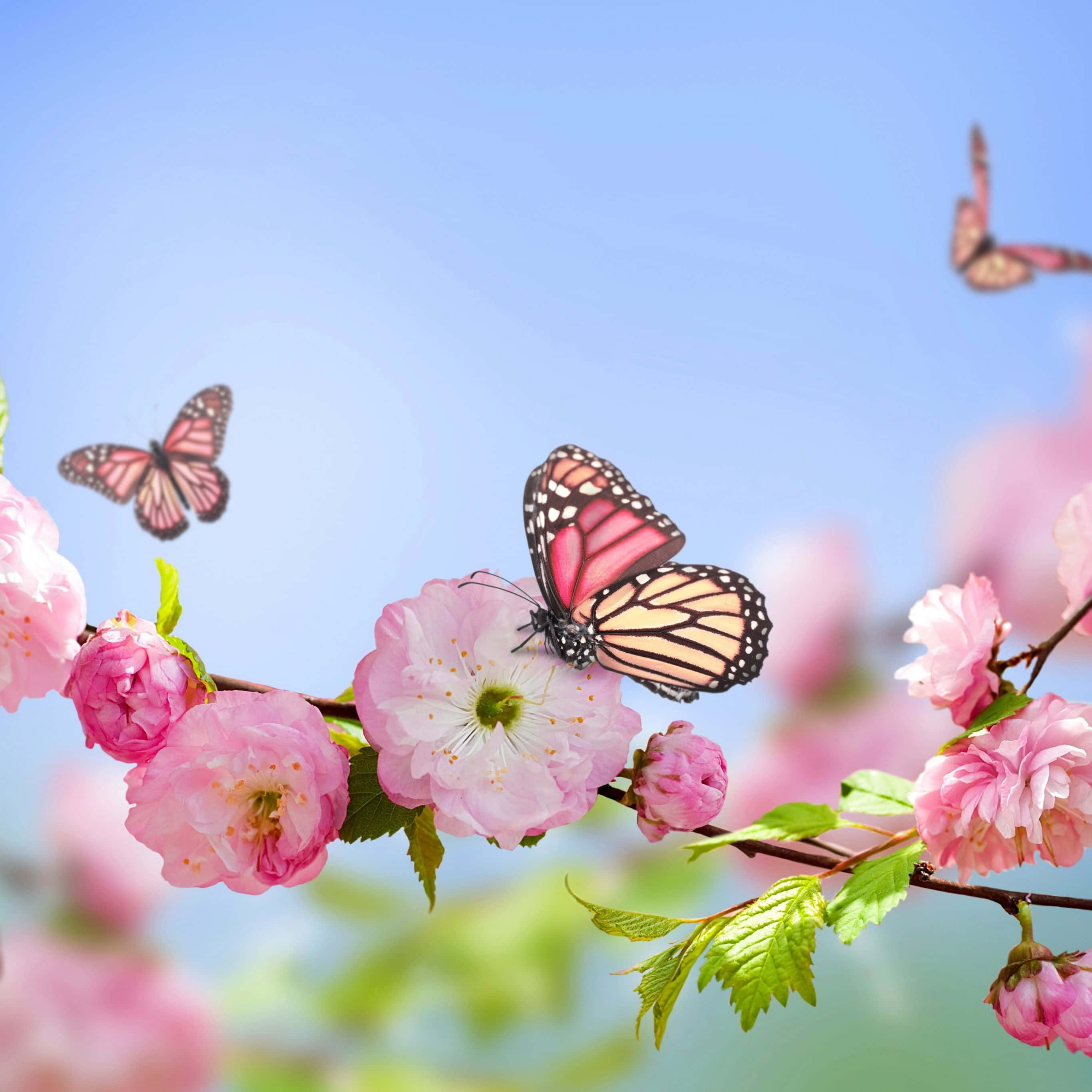 Fortryllende blomsterestetikk til iPad-bakgrunnen din Bakgrunner