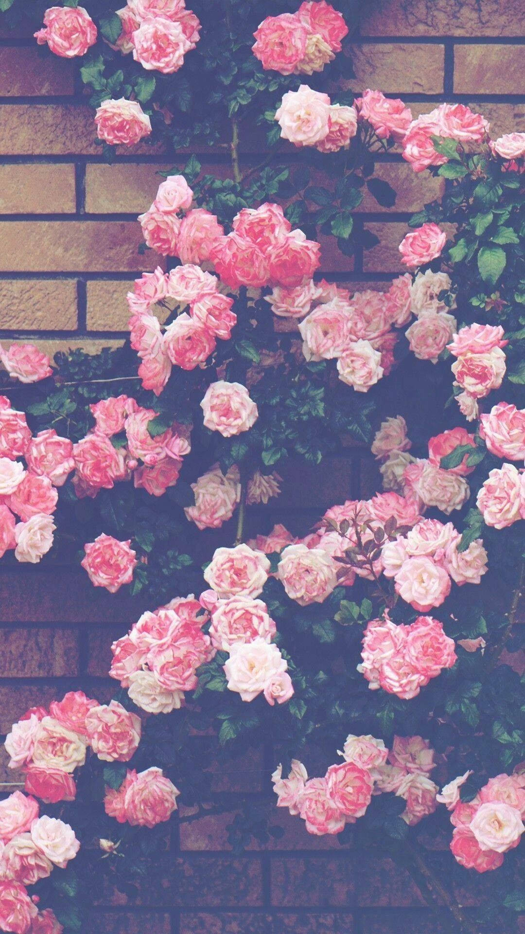 Fortryllende estetikk med rosa blomster mot en vegg Bakgrunner