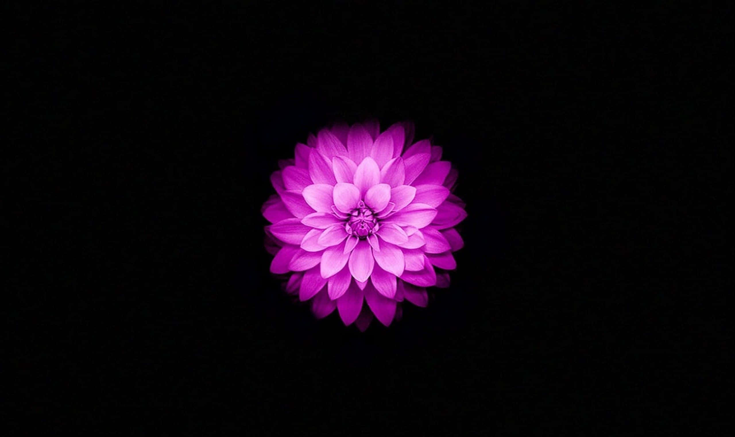 Fortryllende lotusblomst i blomstring Bakgrunner