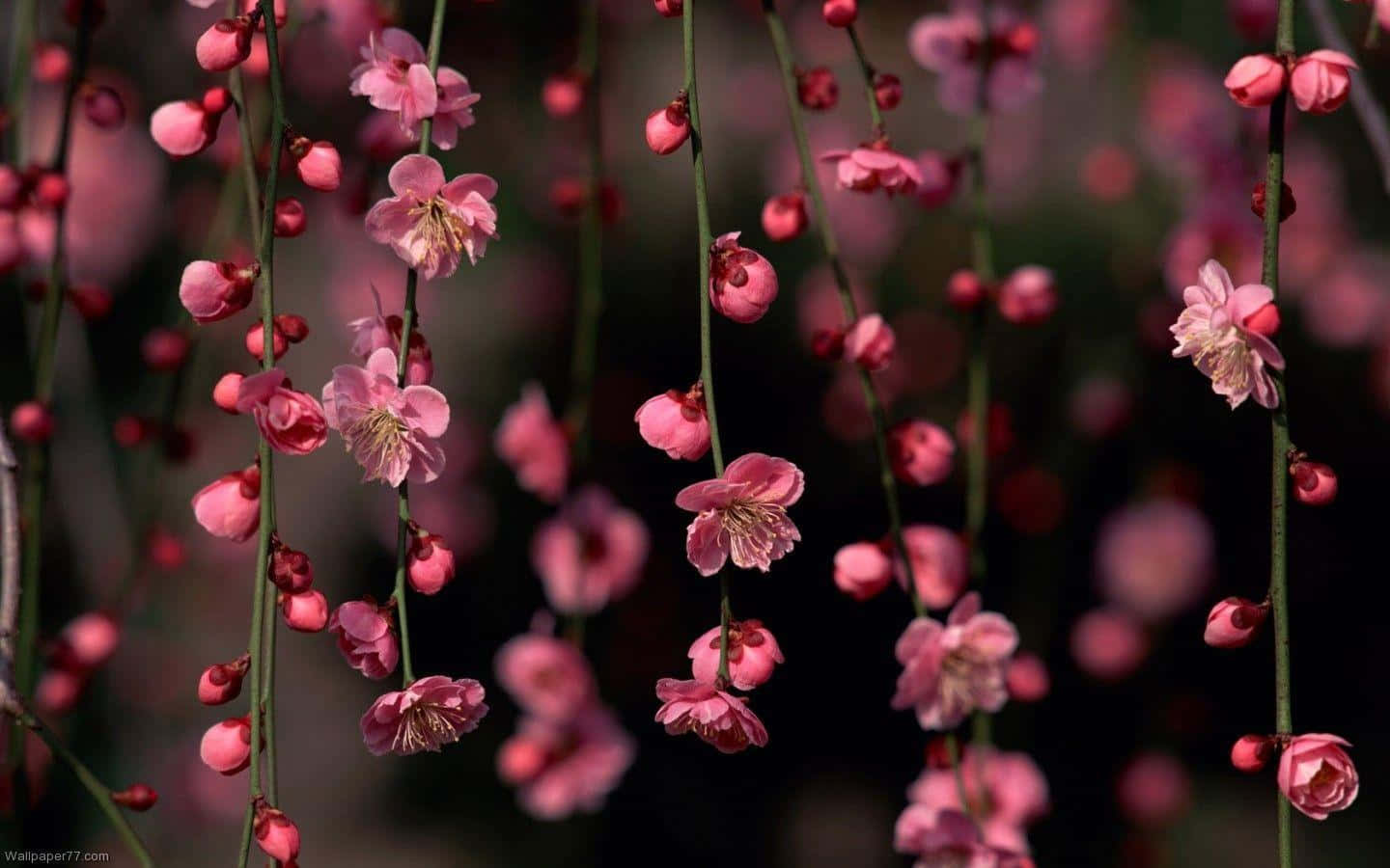 Fortryllende Mørk Blomsterbakgrunn Bakgrunner