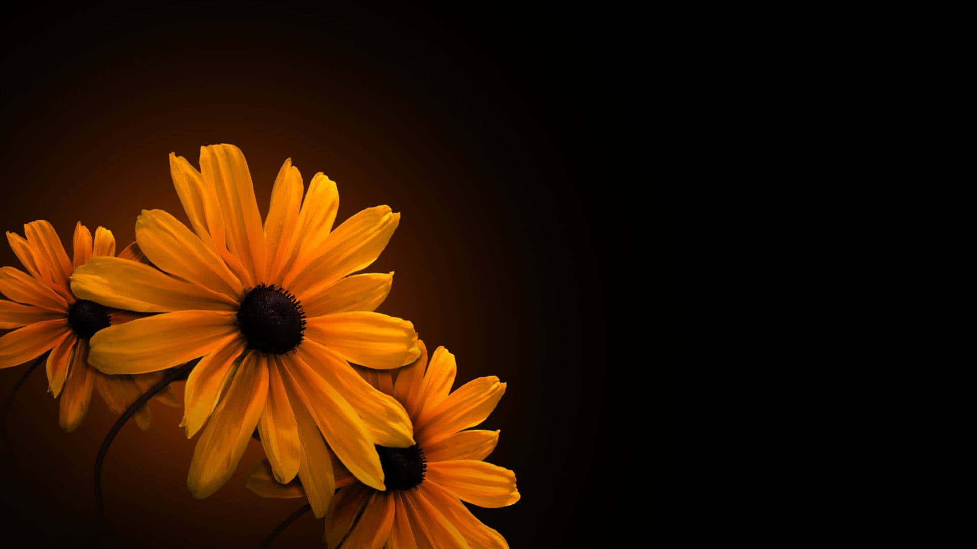 Fortryllende mørk blomsterbakgrunn Bakgrunner