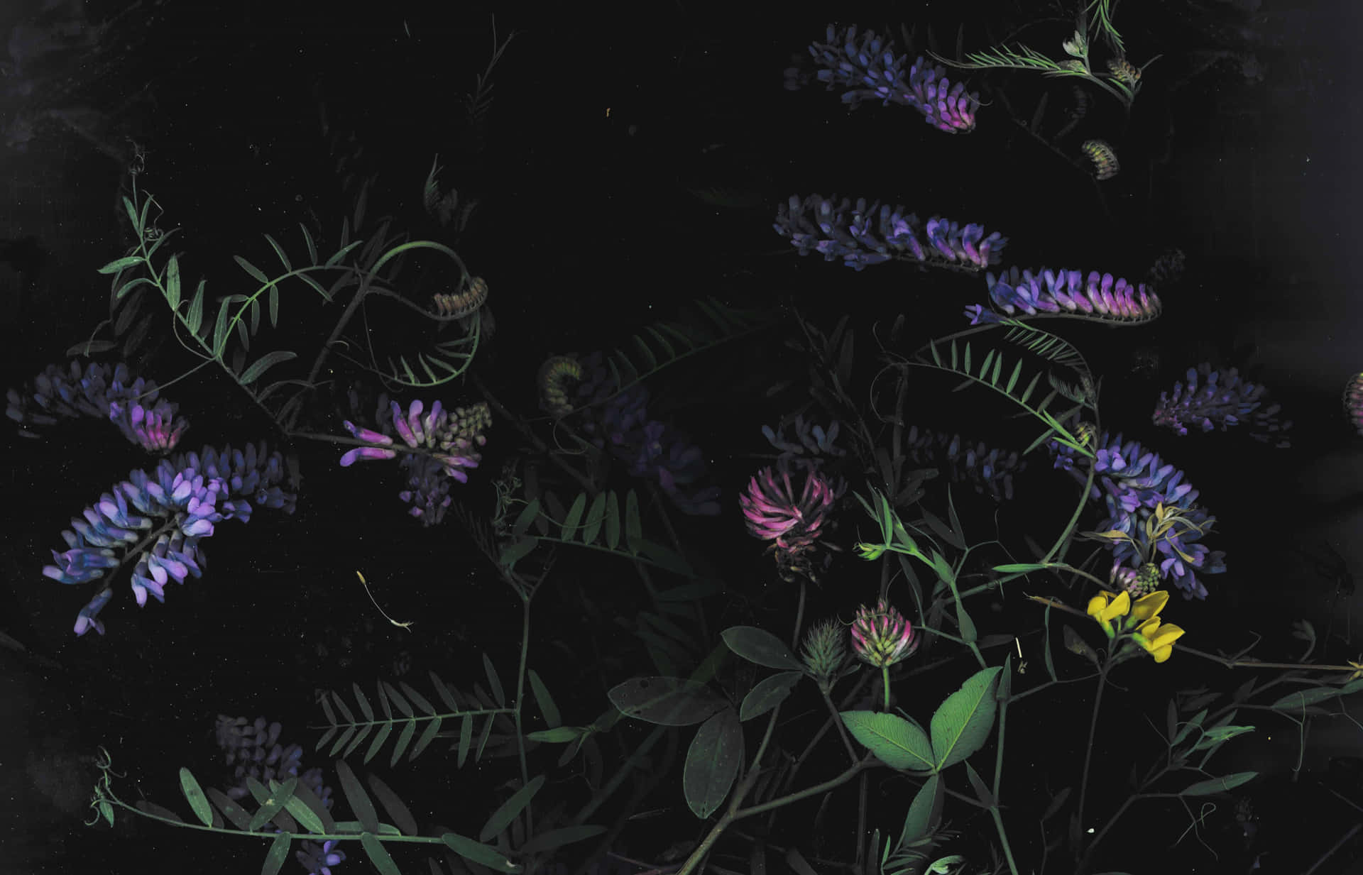 Fortryllende mørk blomsterbakgrunn Bakgrunner