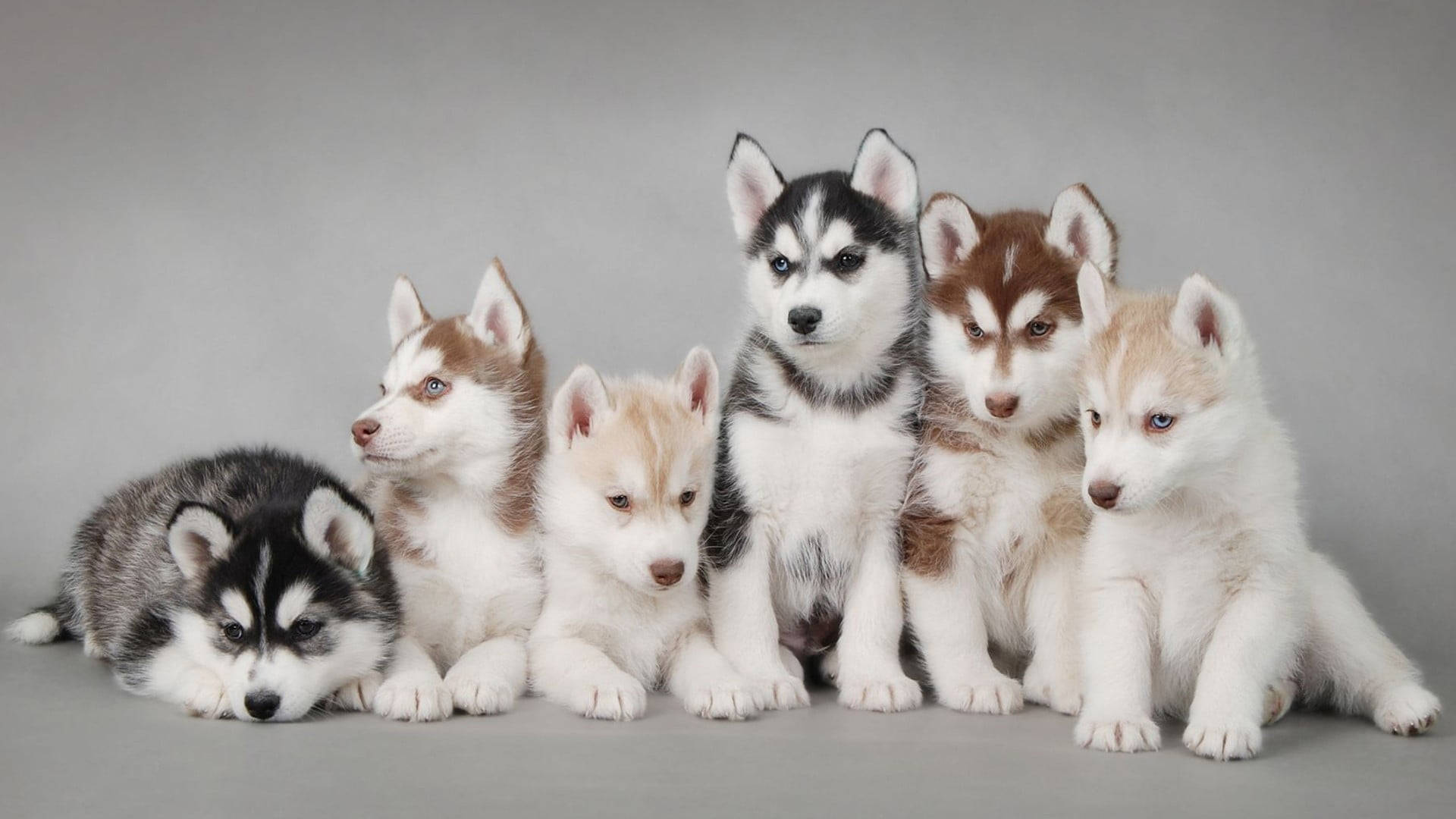 Fotografering av seks huskyvalper Bakgrunner