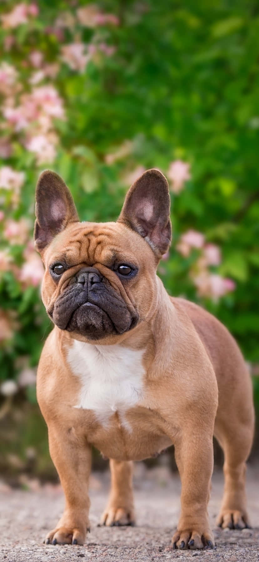 Fransk bulldog i parken Bakgrunner