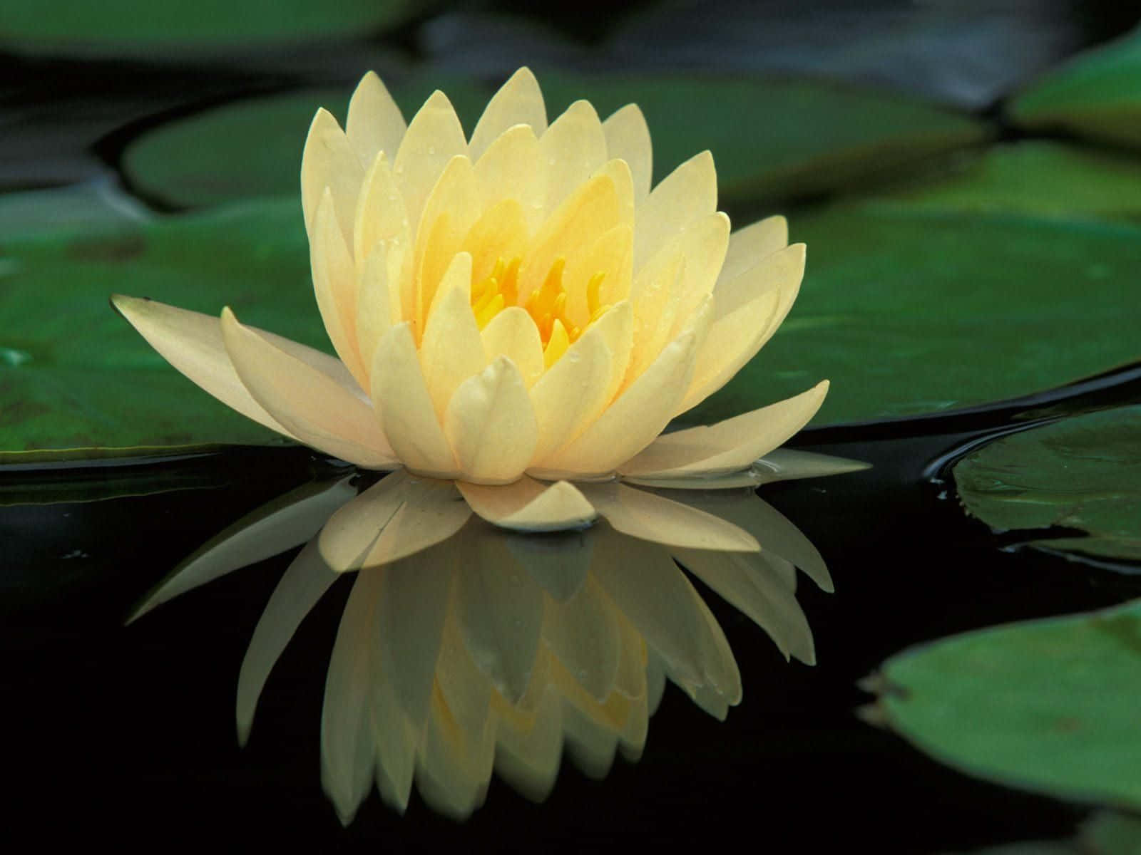 Fredfull lotusblomst som blomstrer i en stille dam Bakgrunner