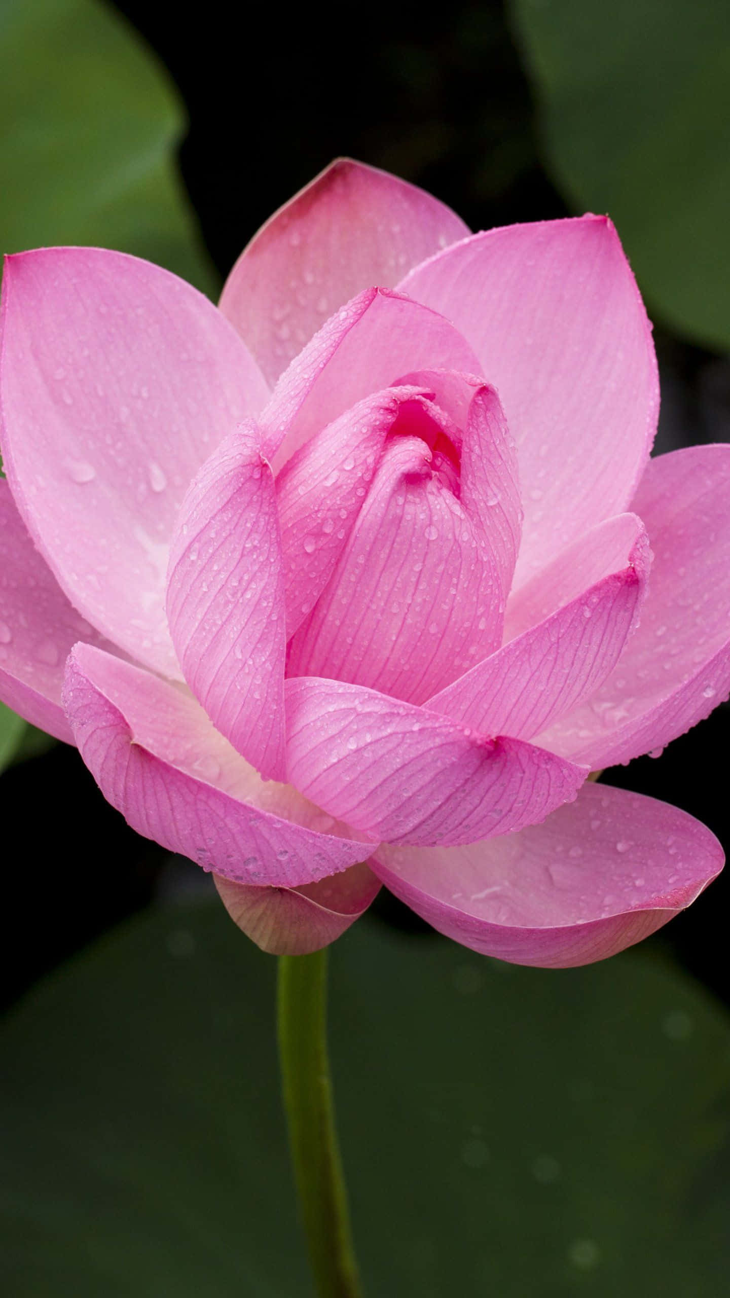 Fredfull rosa lotusblomst som blomstrer på en rolig innsjø Bakgrunner