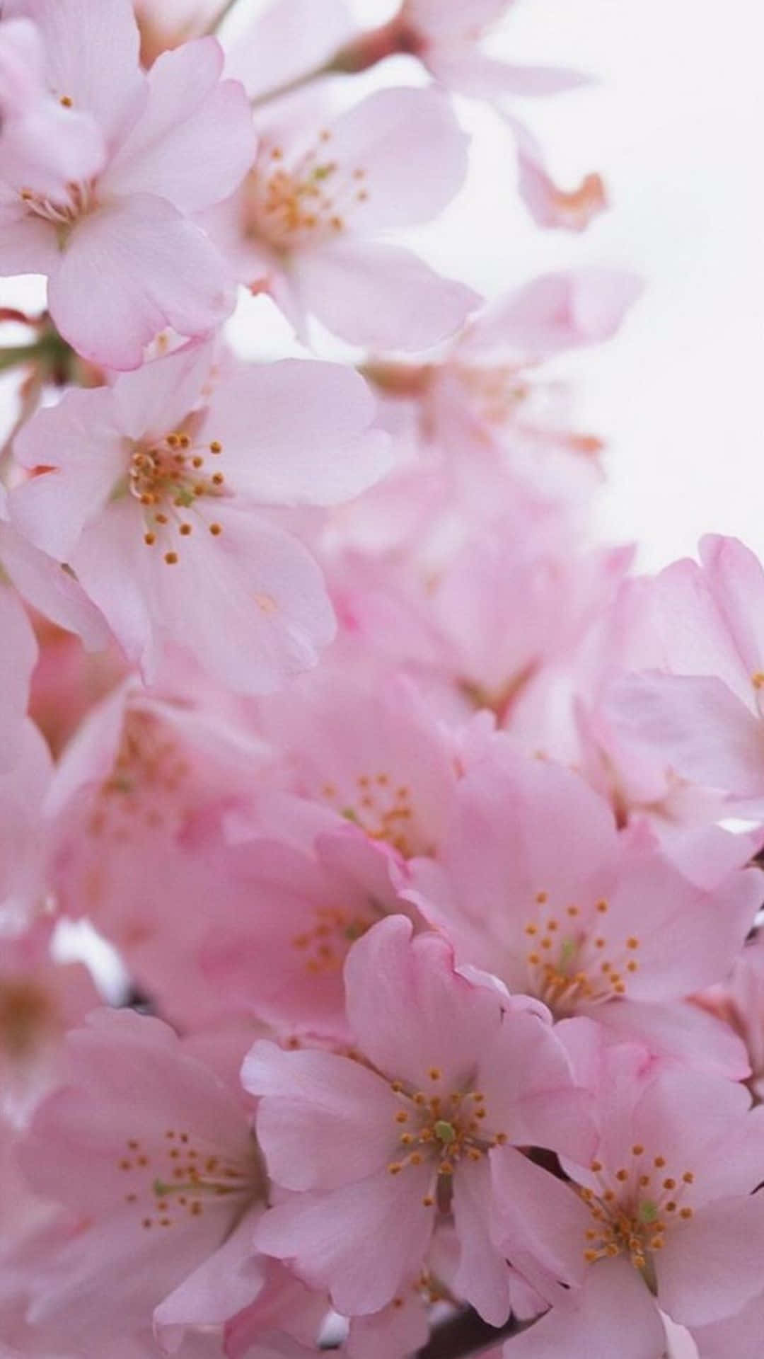 Frisk pust: En levende blomst som spirer fra iPhonens glass. Bakgrunner