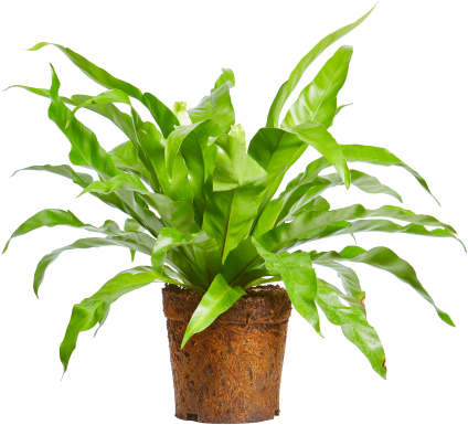 Frodig grønn inneplante i potte.PNG Bakgrunner