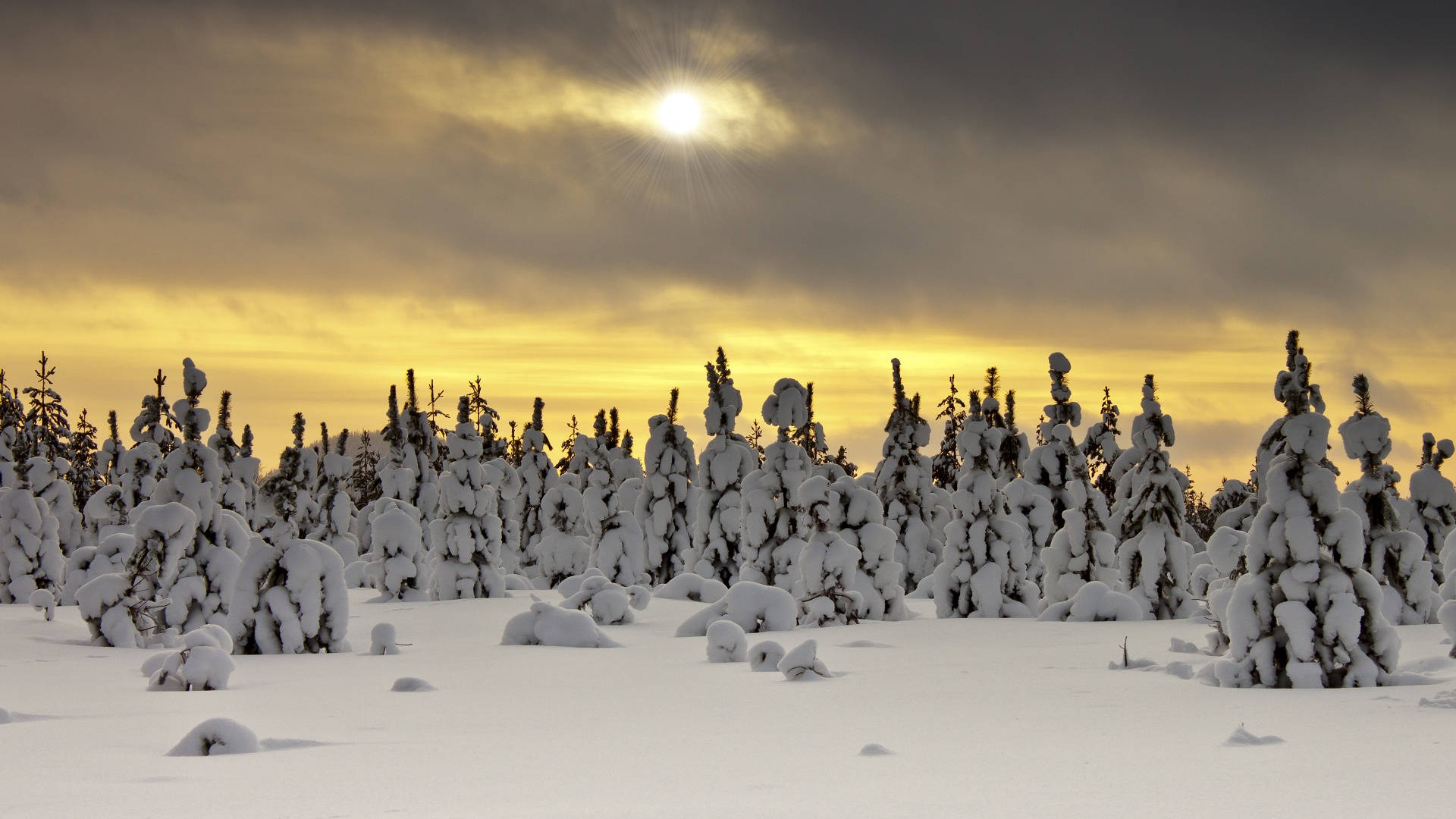 Frossen skog vinterestetikk Bakgrunner