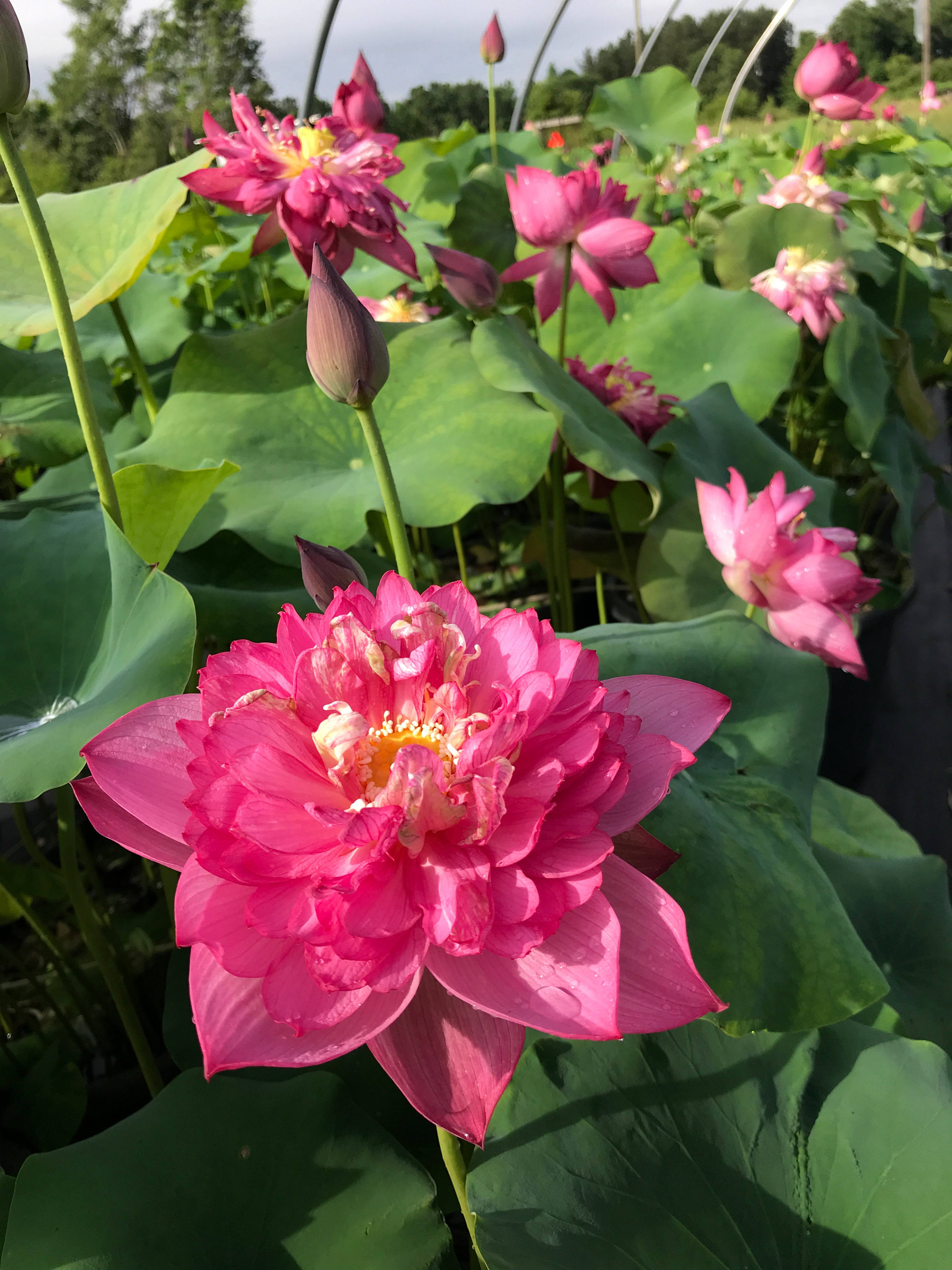 Fuchsia Lotus-blomst Bakgrunner