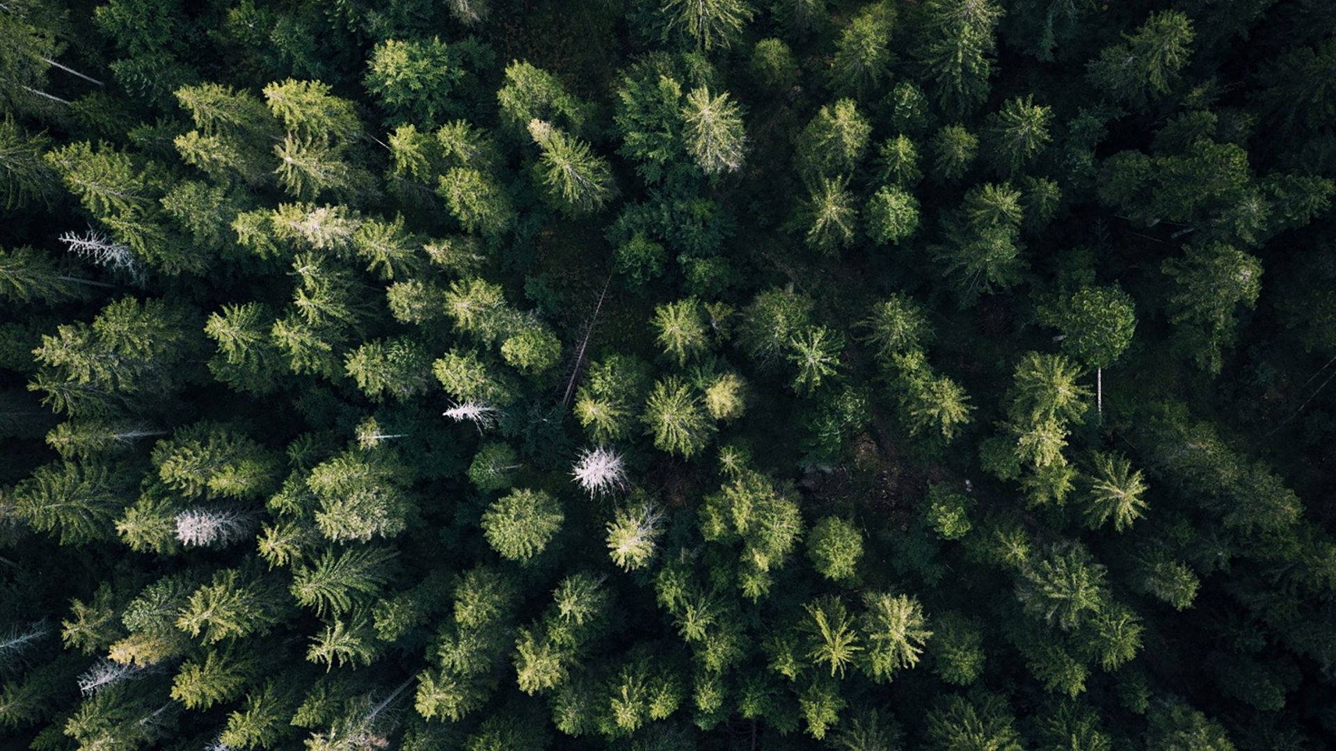 Fugleperspektiv av skog Bakgrunner
