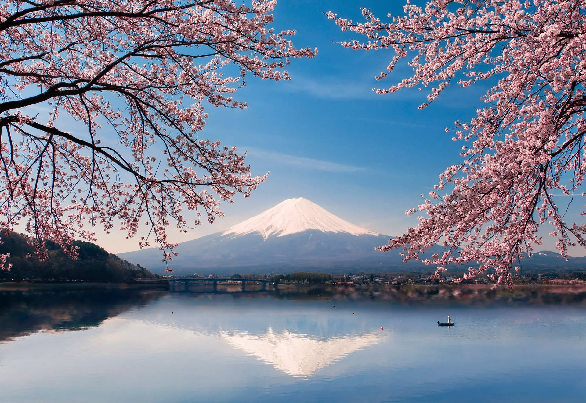Fuji-fjellet Kirsebærblomster Japan 4K