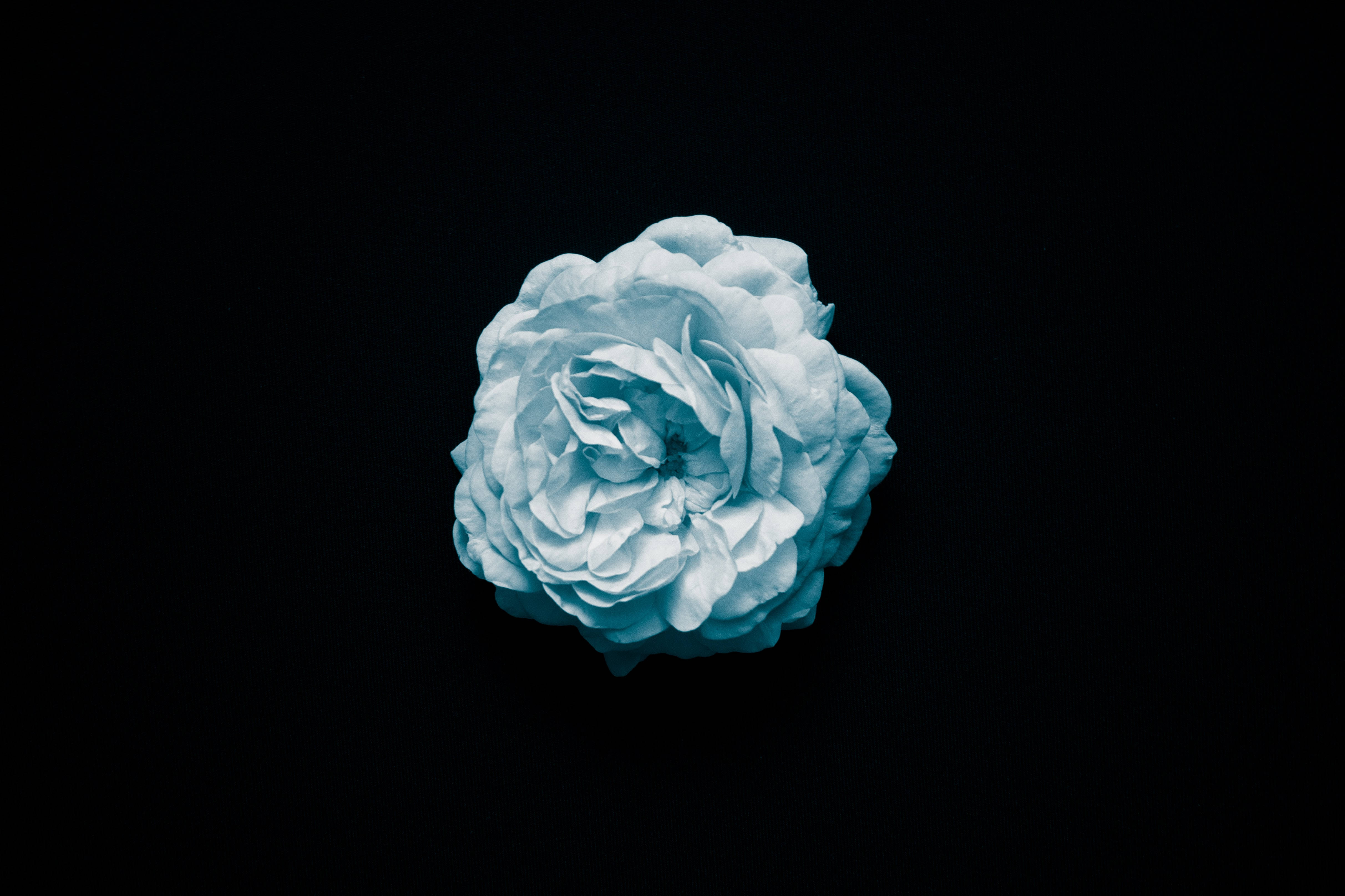 Full 4K Desktop Blå Rose Bakgrunner