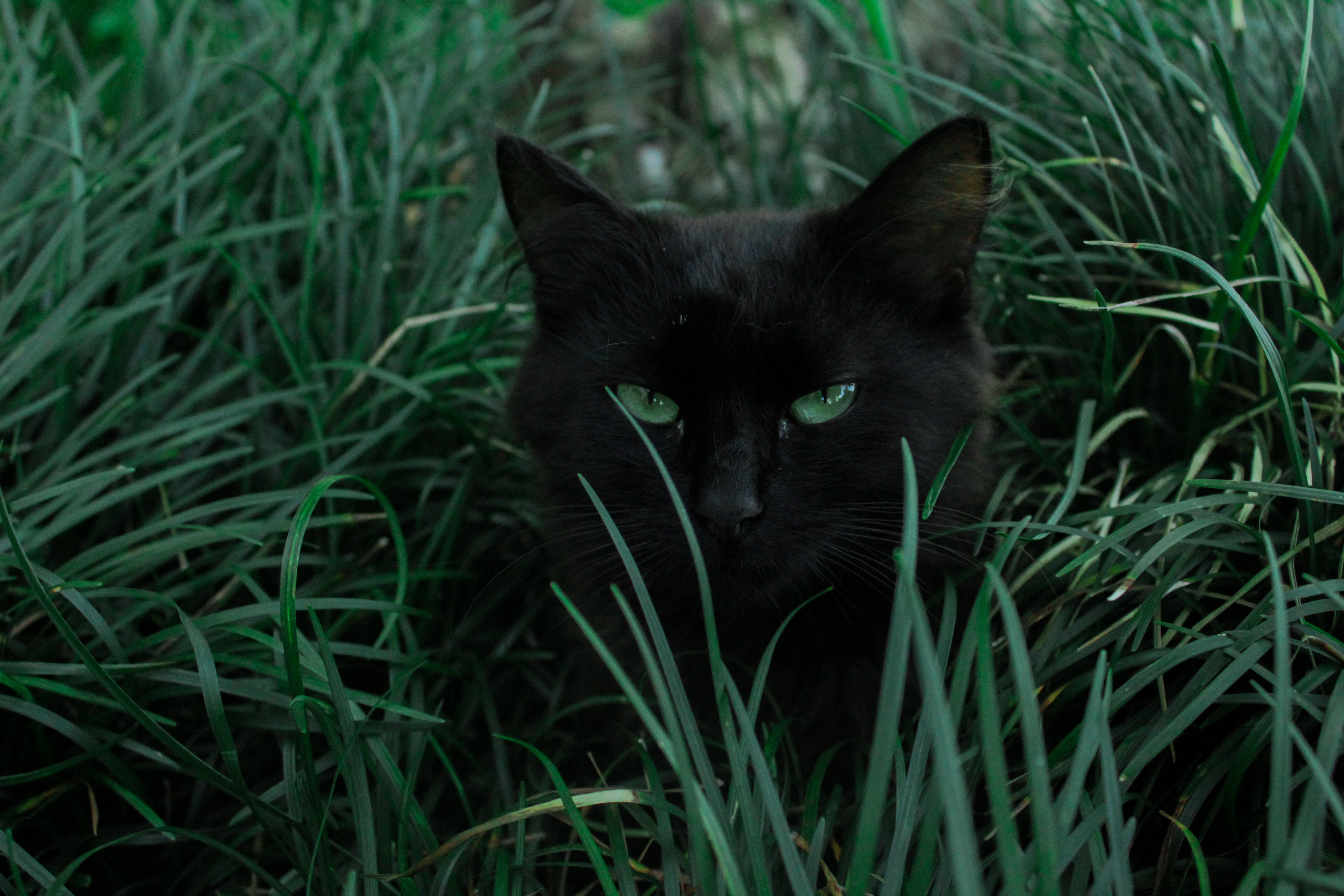 Full 4K Desktop Svart Katt Bakgrunner