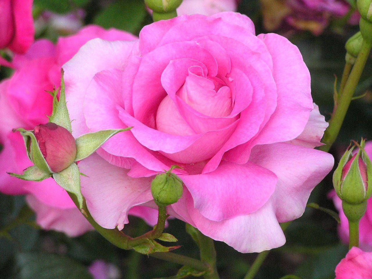 Fullblomstrende rosa rose Bakgrunner