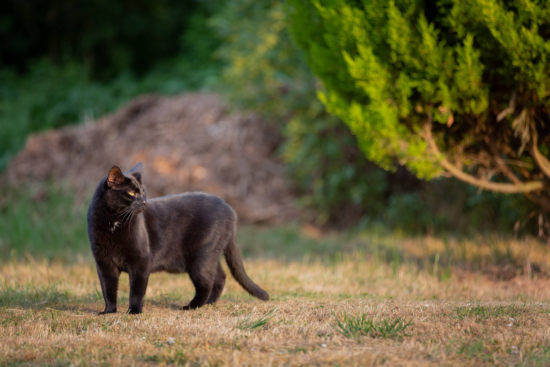 Gammel svart katt bakgrunn