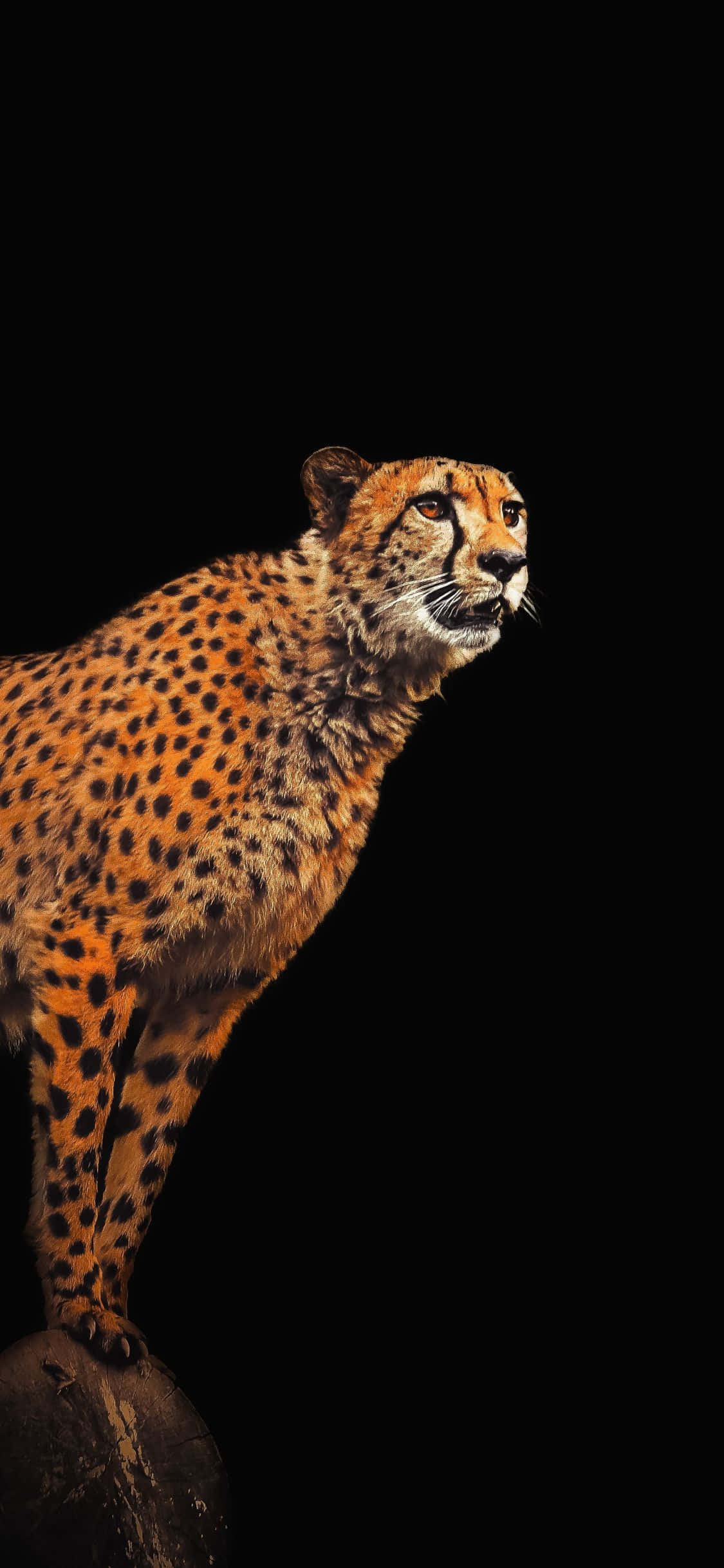 gepard på en stein med svart bakgrunn Bakgrunner
