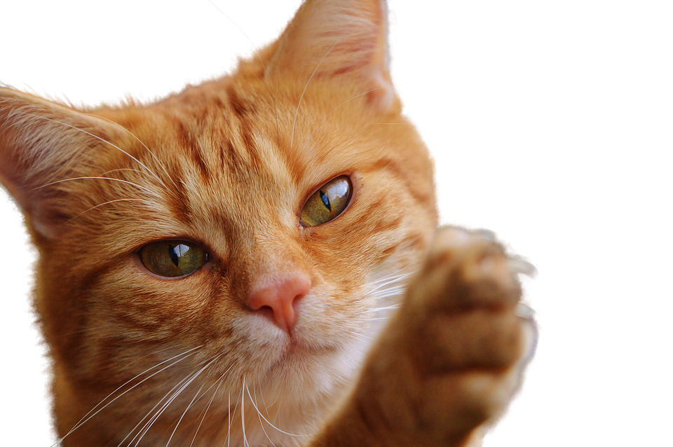 Ginger katt løfter labben Bakgrunner