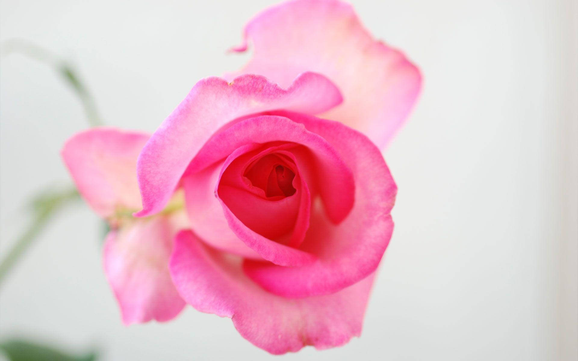Gjennomsiktig rosa roseblomst Bakgrunner