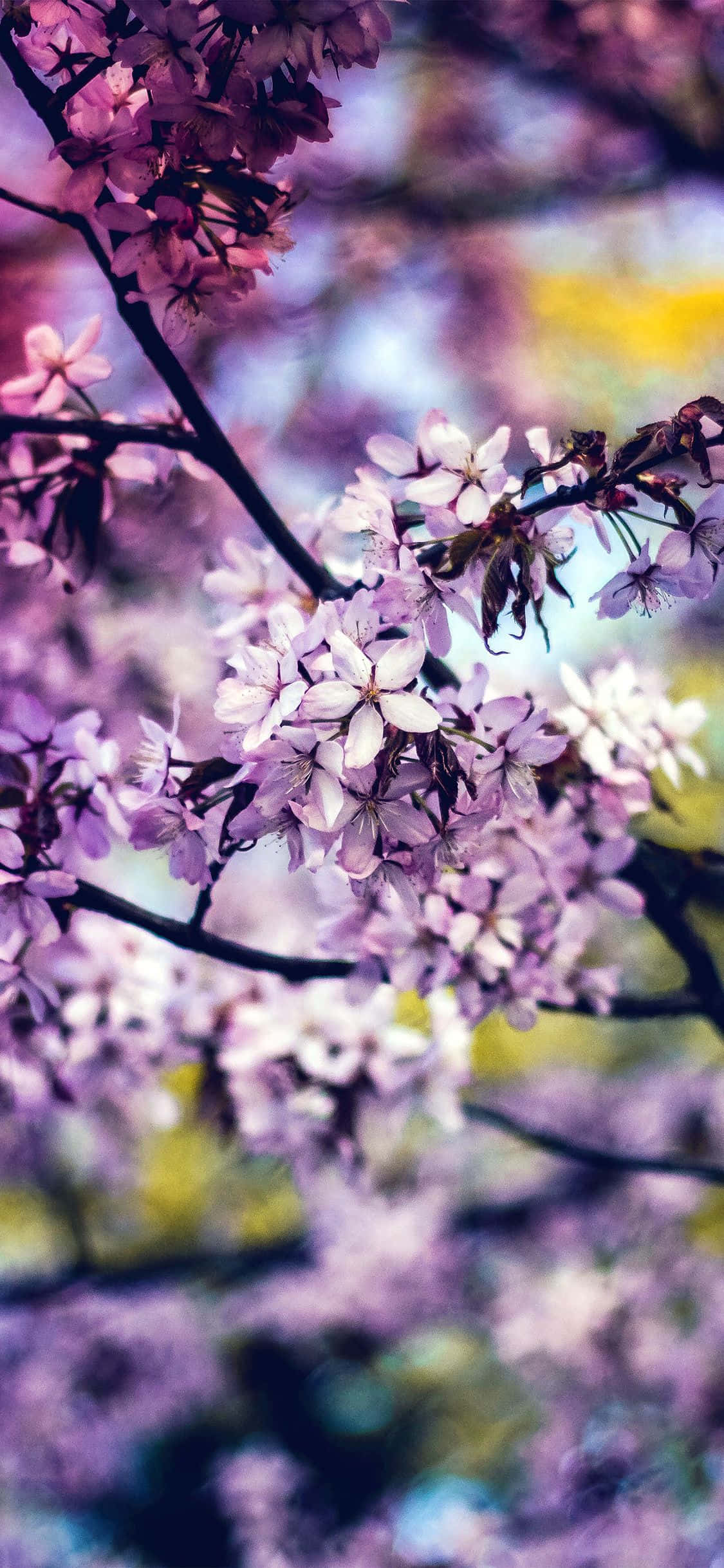 Gjør dagen lysere med en regnbueblomst Bakgrunner